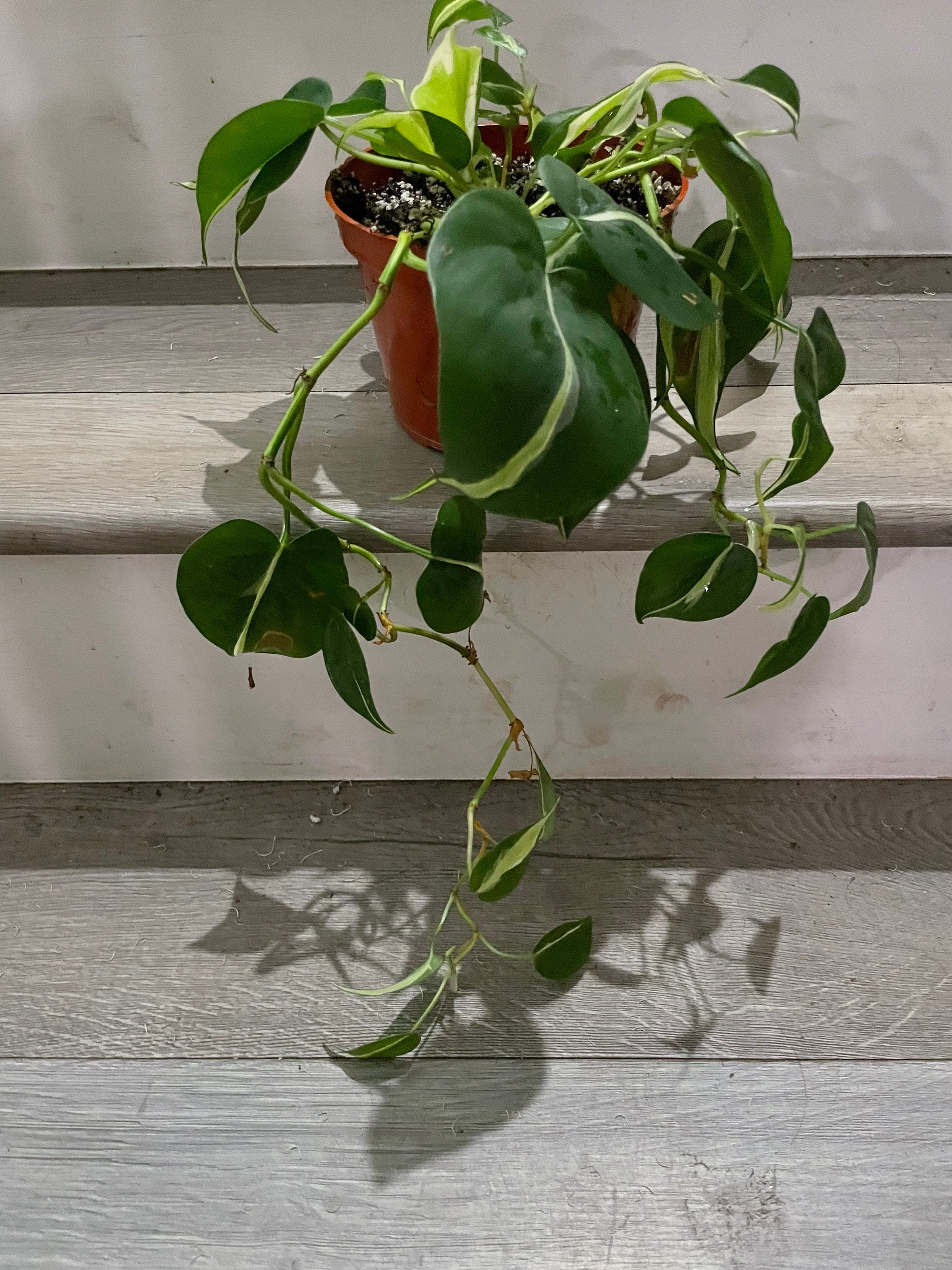 6 " pot Philodendron Silver Stripe-exact plant