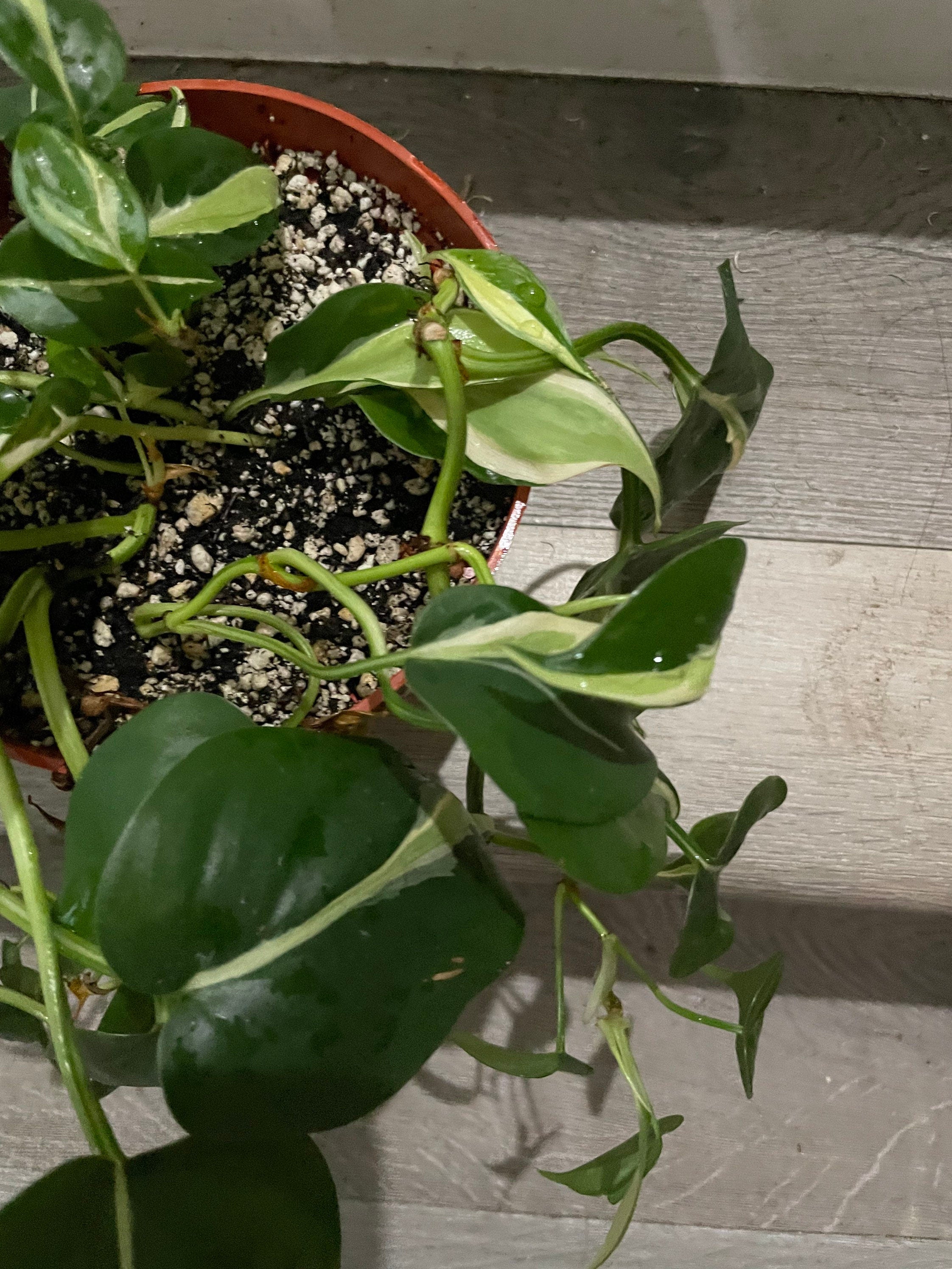 6 " pot Philodendron Silver Stripe-exact plant