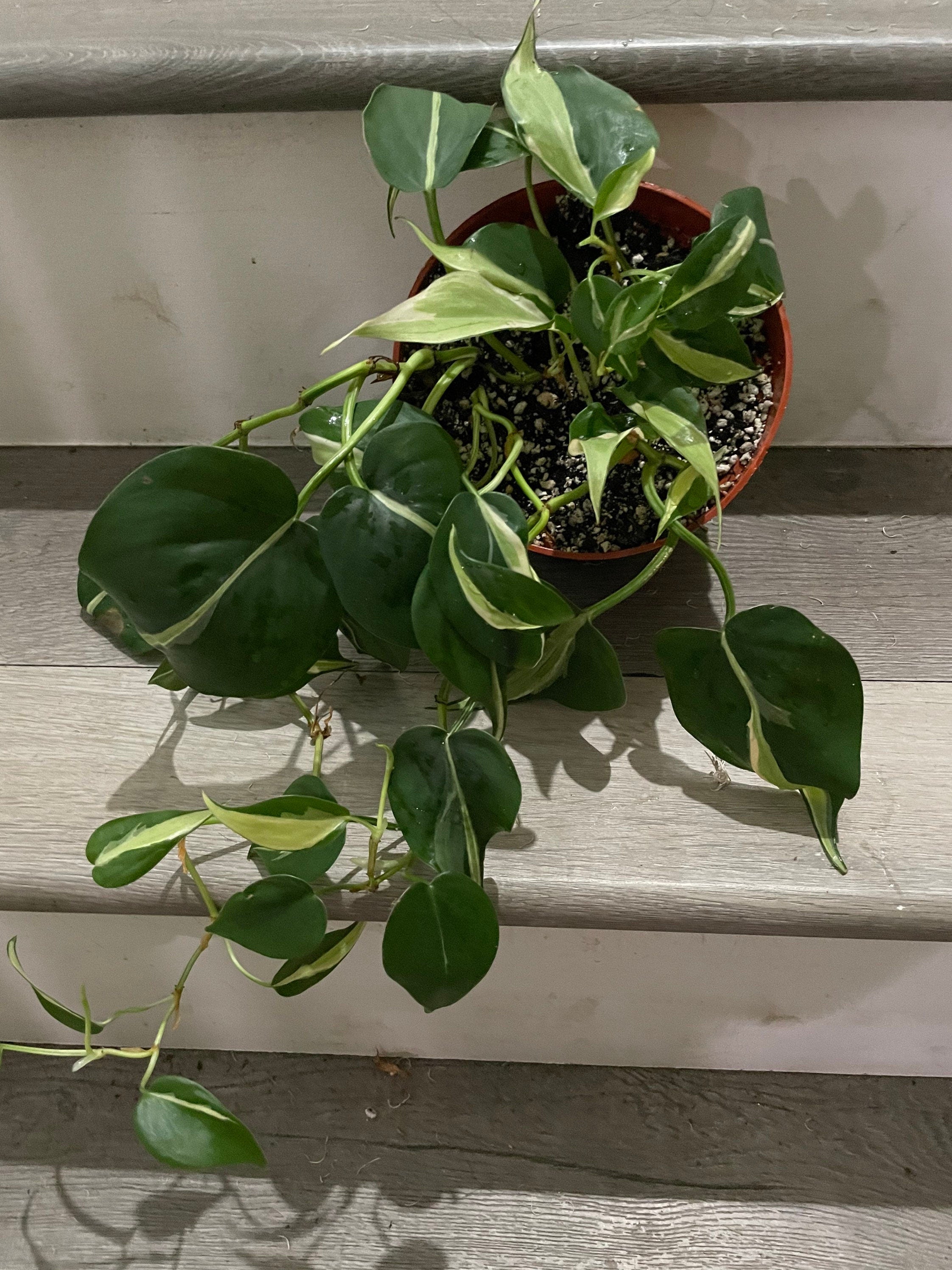 6 " pot Philodendron Silver Stripe-exact plant