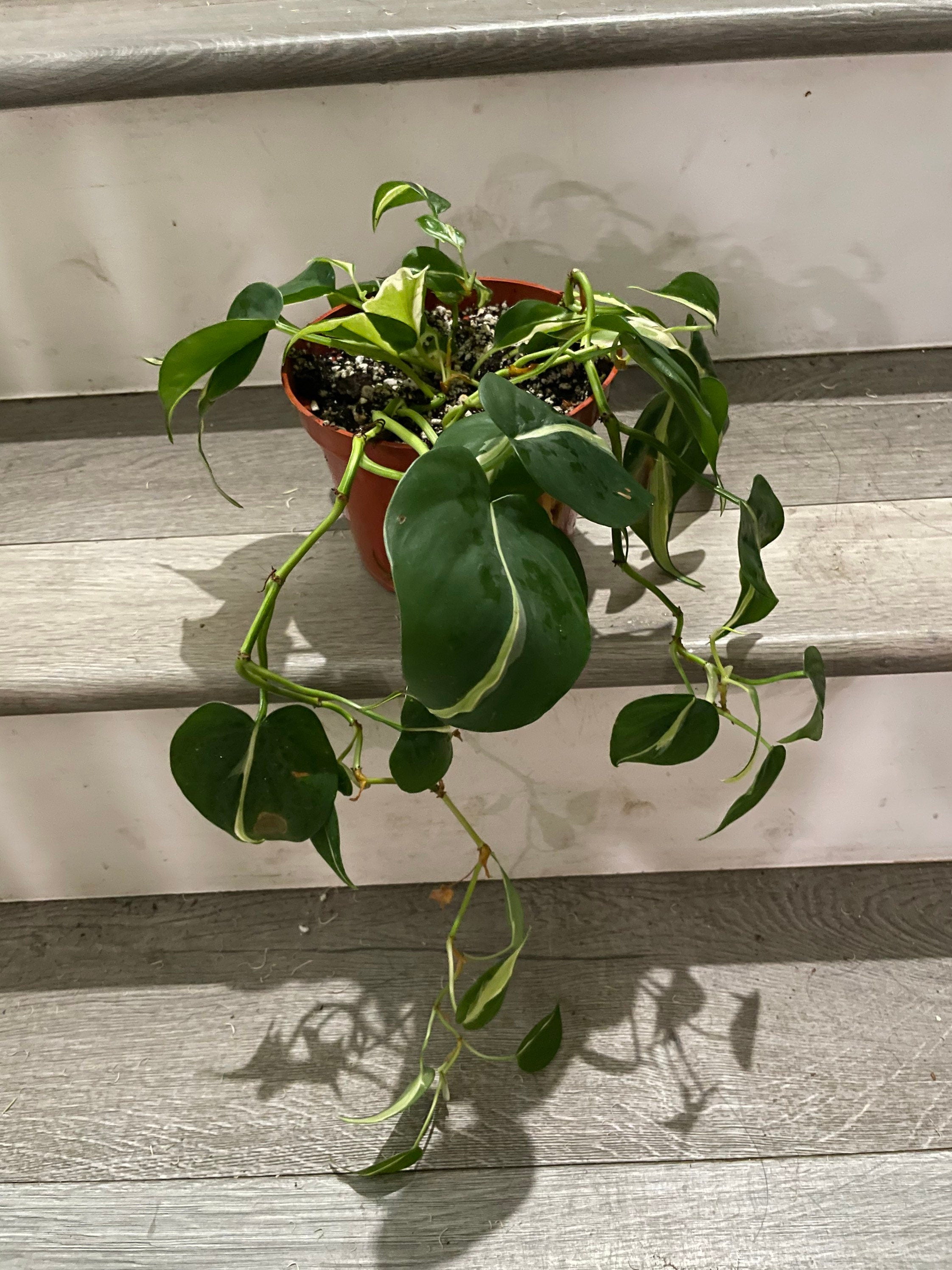 6 " pot Philodendron Silver Stripe-exact plant