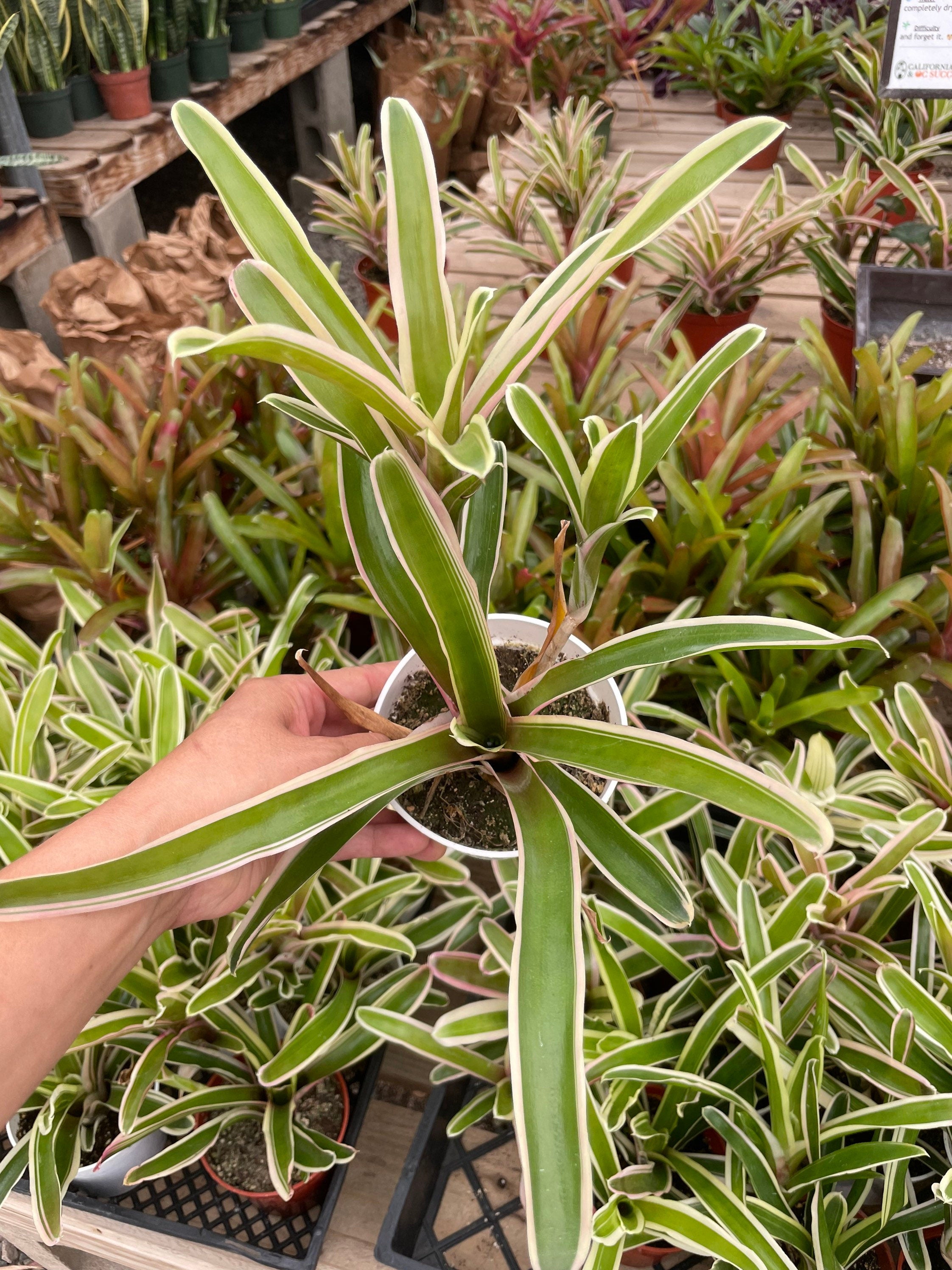 4 inch pot -Neoregelia Donger - Bromeliad - keep water in flower cup! Great for terrarium , mount project ,epiphyte-mount not included