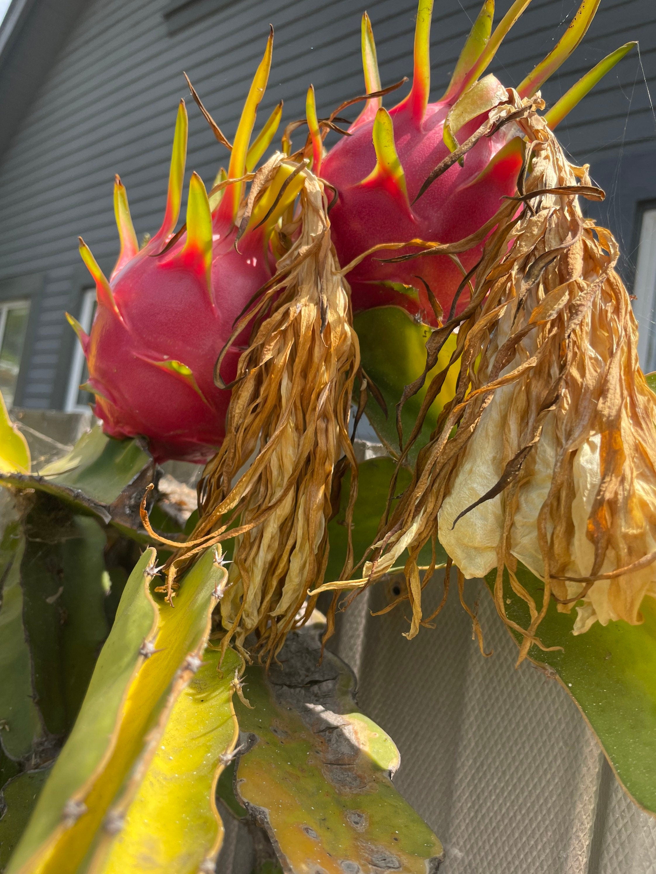 12 inch cutting white flesh dragon fruit-organic -actual fruit is pictured -will be able to fruit -self pollinating-large fruit-sweet