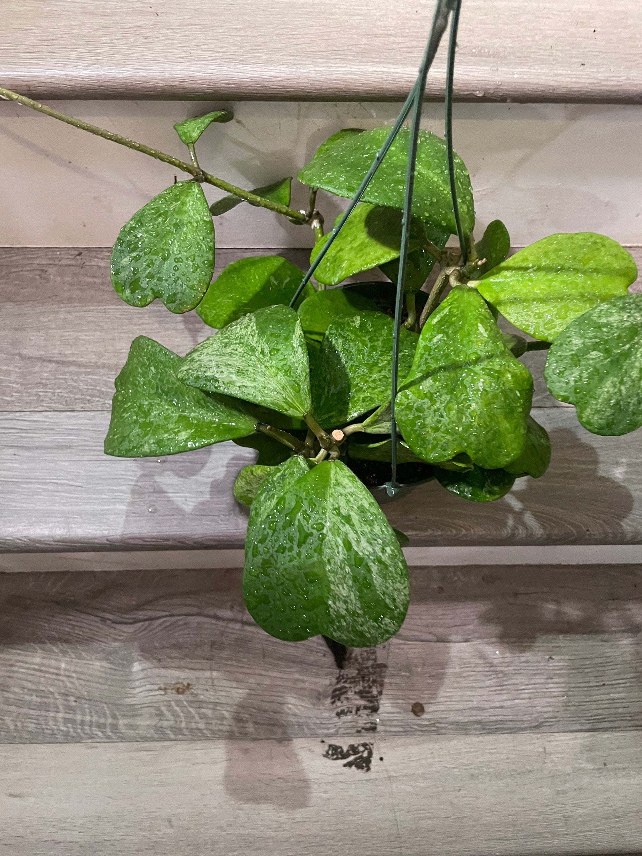 XL - full pot 6 inch -high splash hoya Kerrii splash -similar to photo not exact exact plant