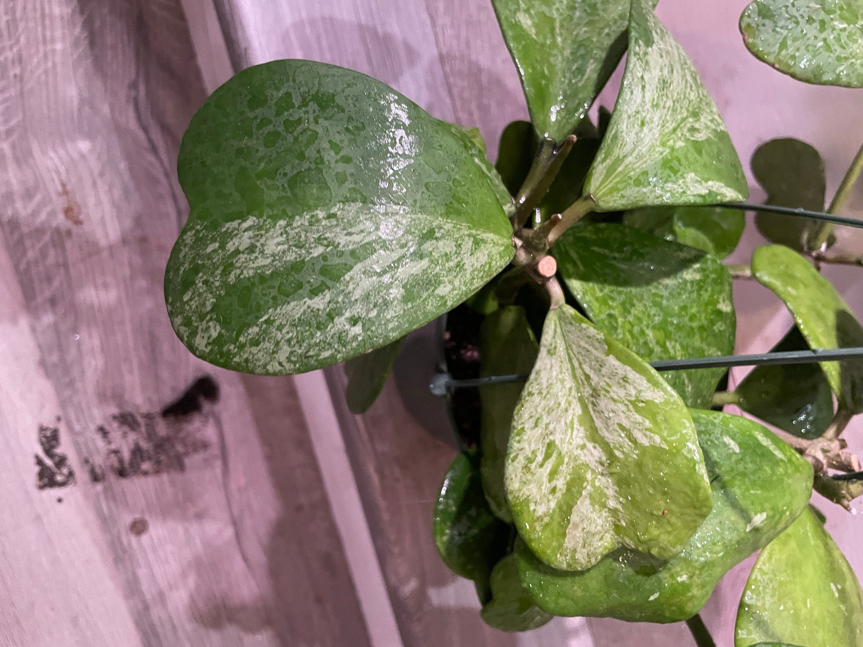 XL - full pot 6 inch -high splash hoya Kerrii splash -similar to photo not exact exact plant