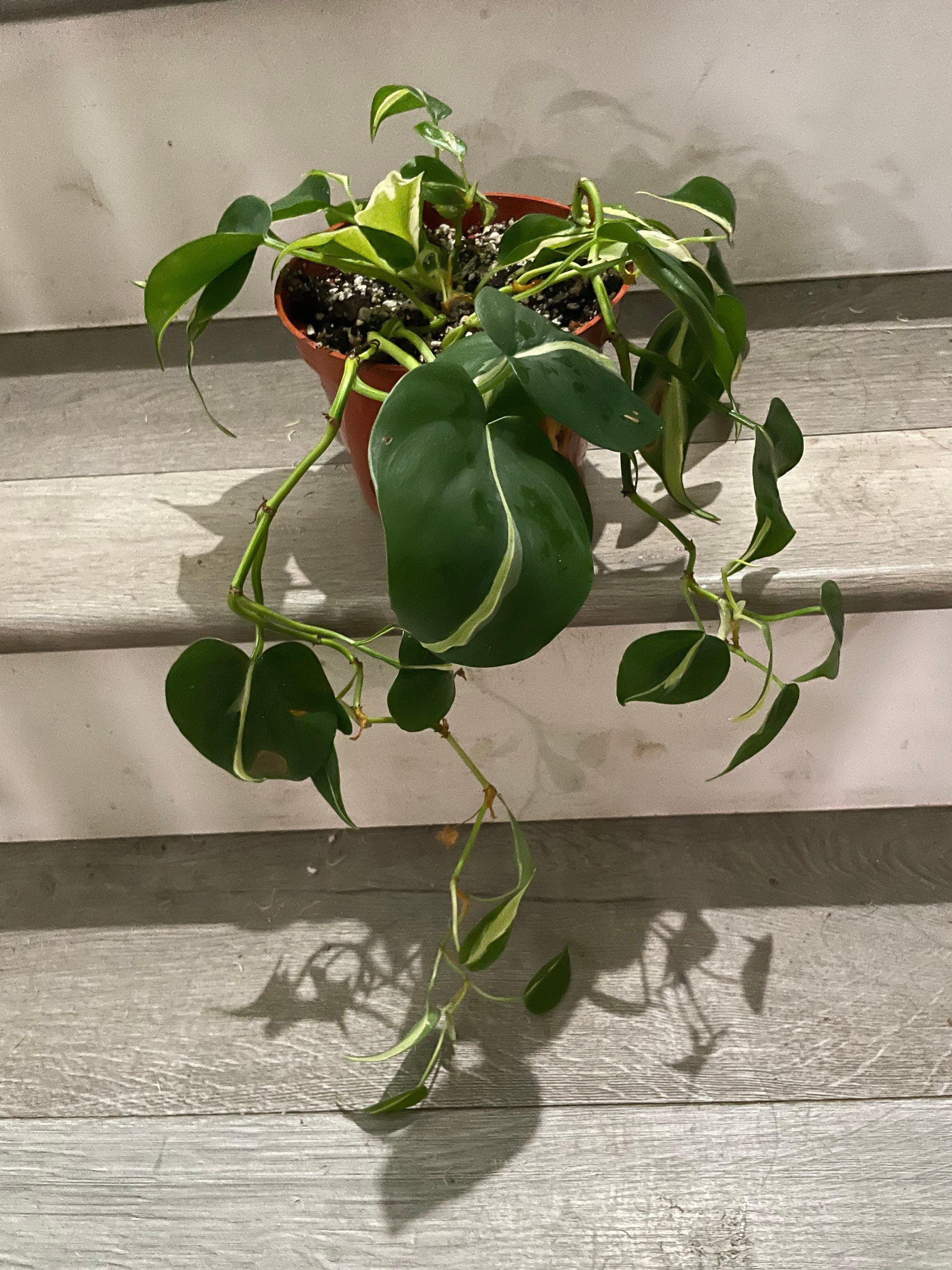 6 " pot Philodendron Silver Stripe-exact plant