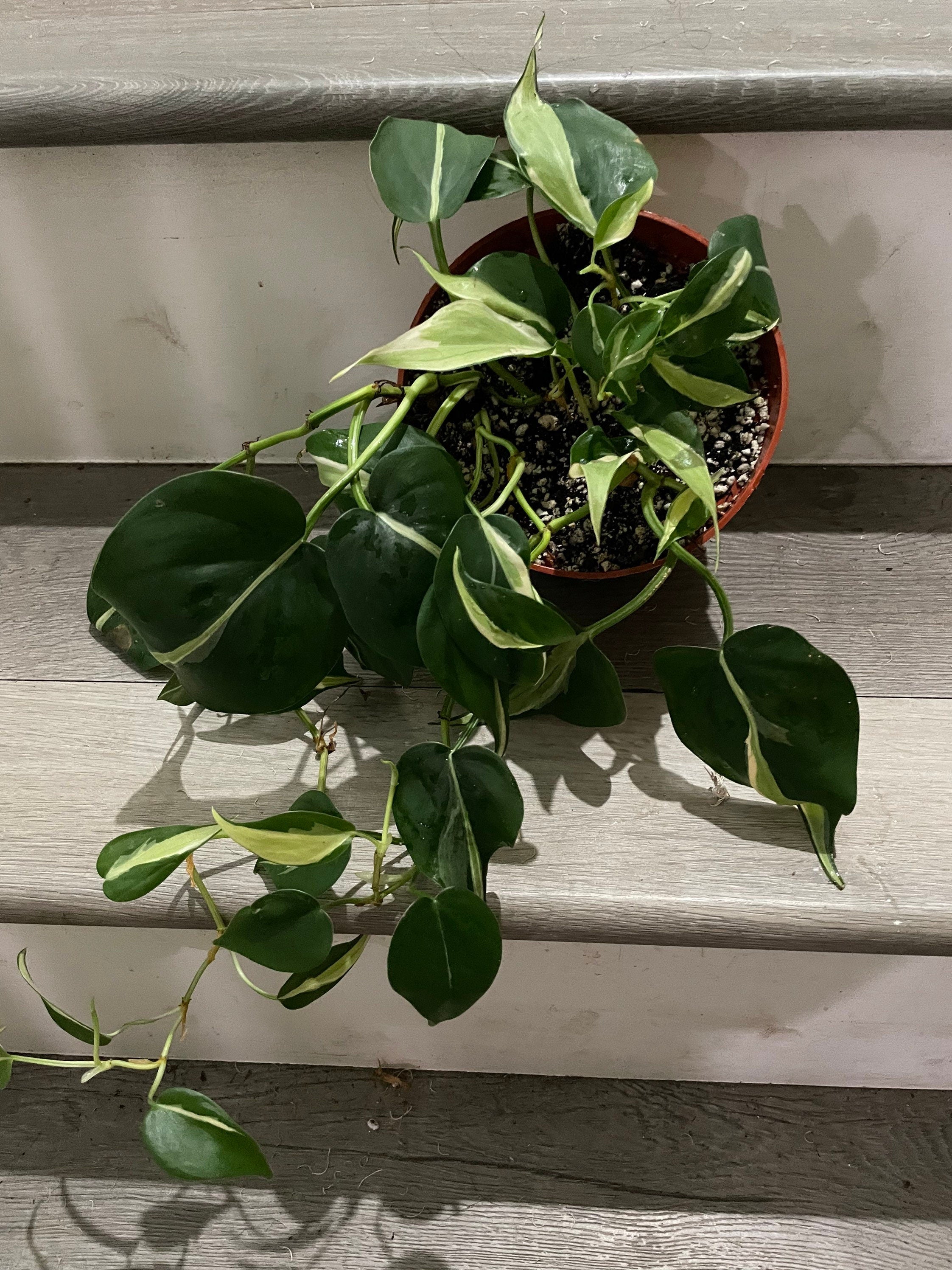 6 " pot Philodendron Silver Stripe-exact plant