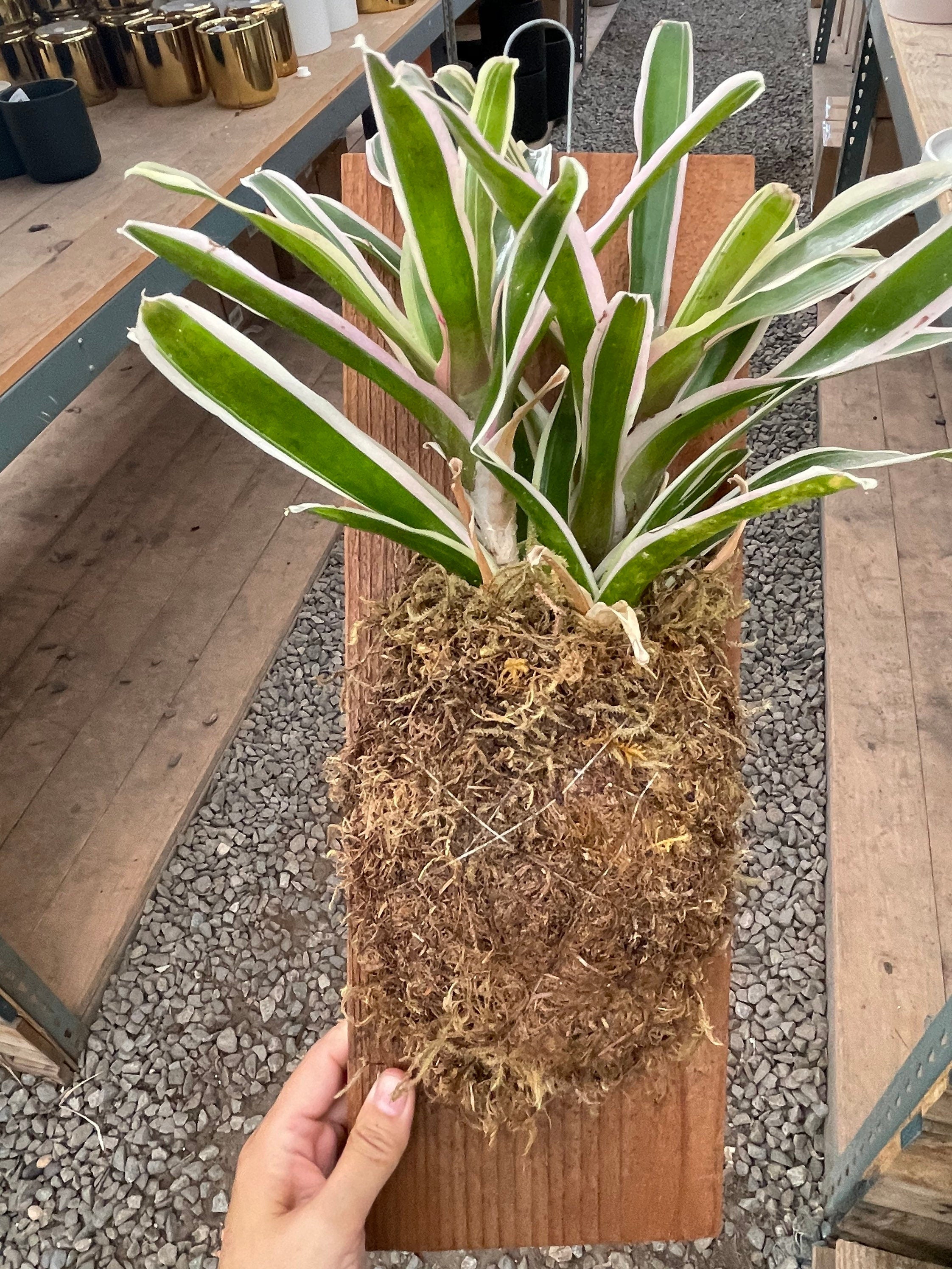 4 inch pot -Neoregelia Donger - Bromeliad - keep water in flower cup! Great for terrarium , mount project ,epiphyte-mount not included