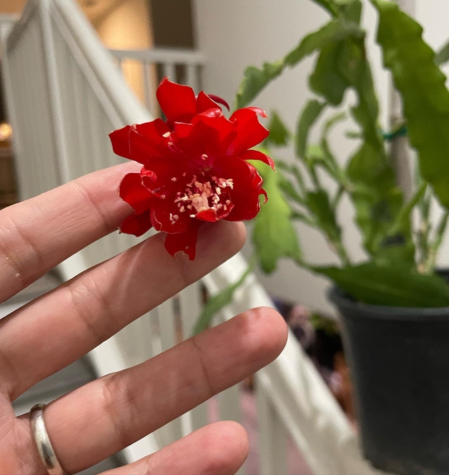 XL -1 gallon -rare red flower epiphyllum-exact plant as picture -blooming as of 10/1- small red flowers noid Disocactus hybrid .