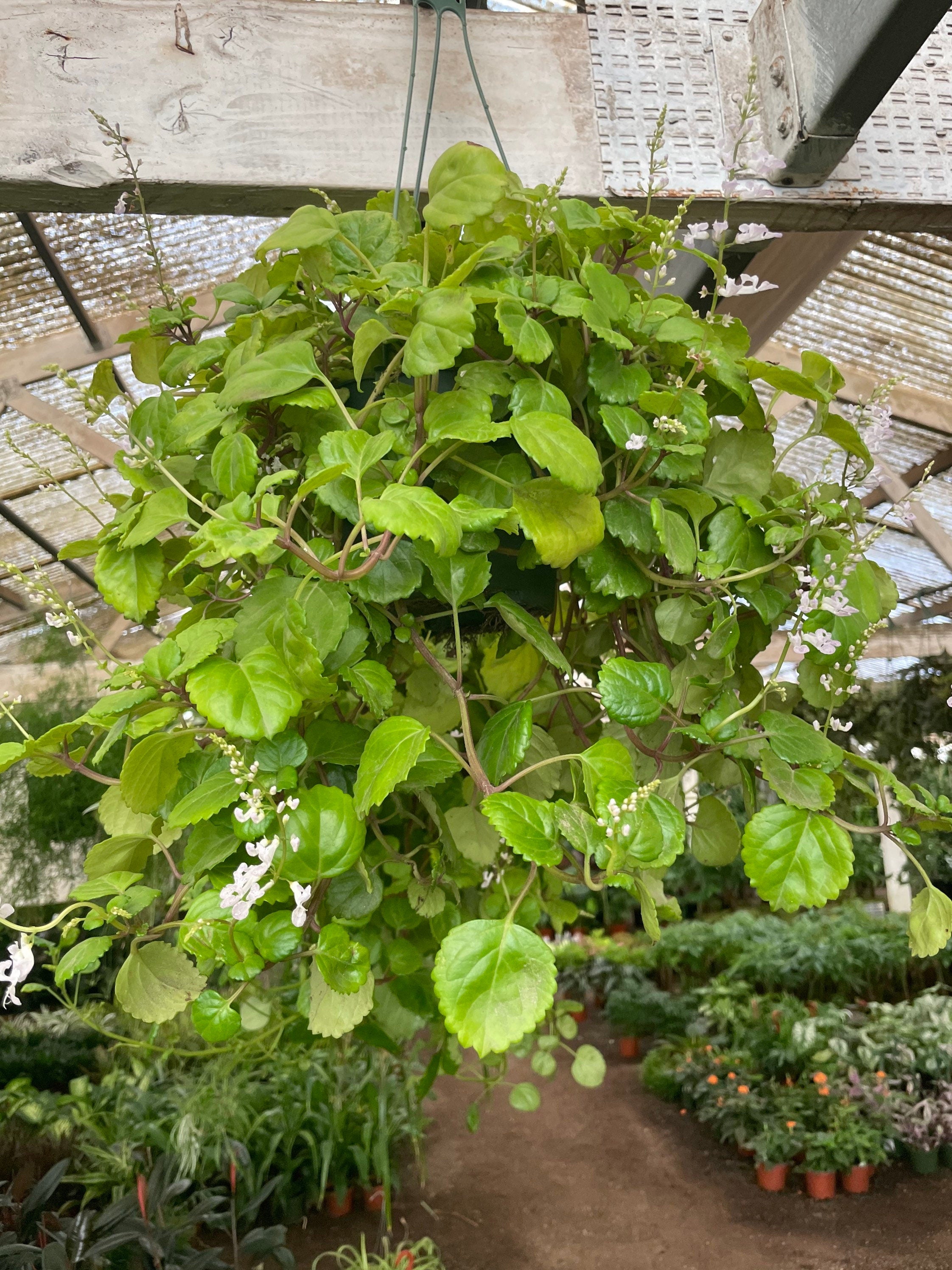 XLarge 6 inch potted a-glossy green creeping Charlie Vine- trailing indoors or outdoors-easy care-round succulent like leaves