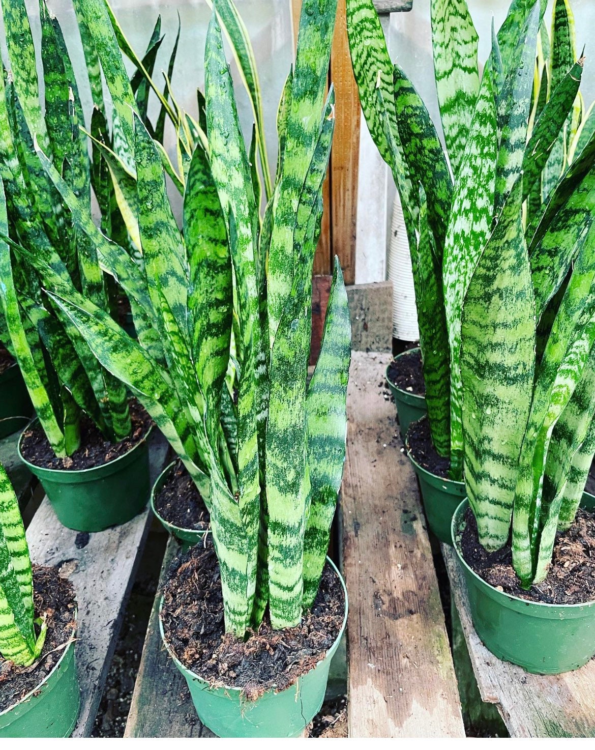 XXXL available- multiple options: 1ft to 3ft tall -Sansevieria trifasciata Green - Bowstring Hemp, Snake Plant, Mother-In-Law&