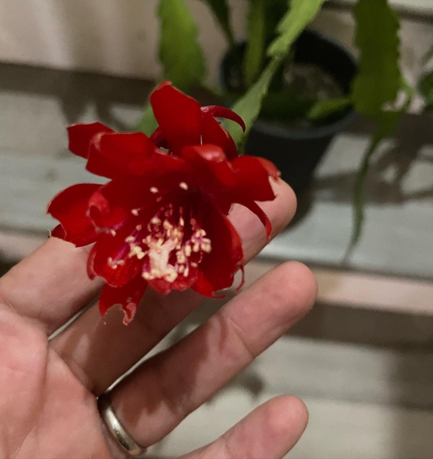 XL -1 gallon -rare red flower epiphyllum-exact plant as picture -blooming as of 10/1- small red flowers noid Disocactus hybrid .