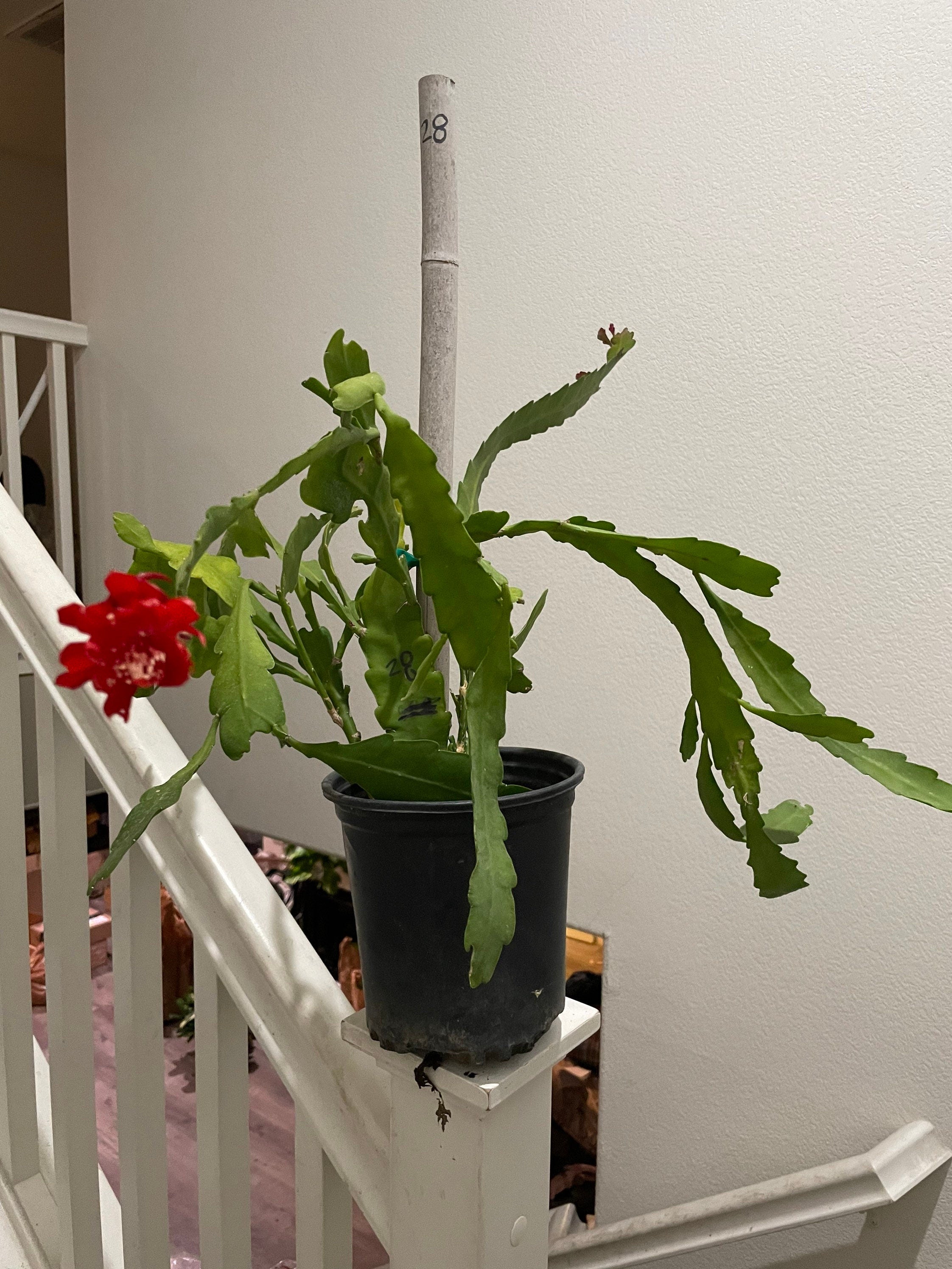 XL -1 gallon -rare red flower epiphyllum-exact plant as picture -blooming as of 10/1- small red flowers noid Disocactus hybrid .