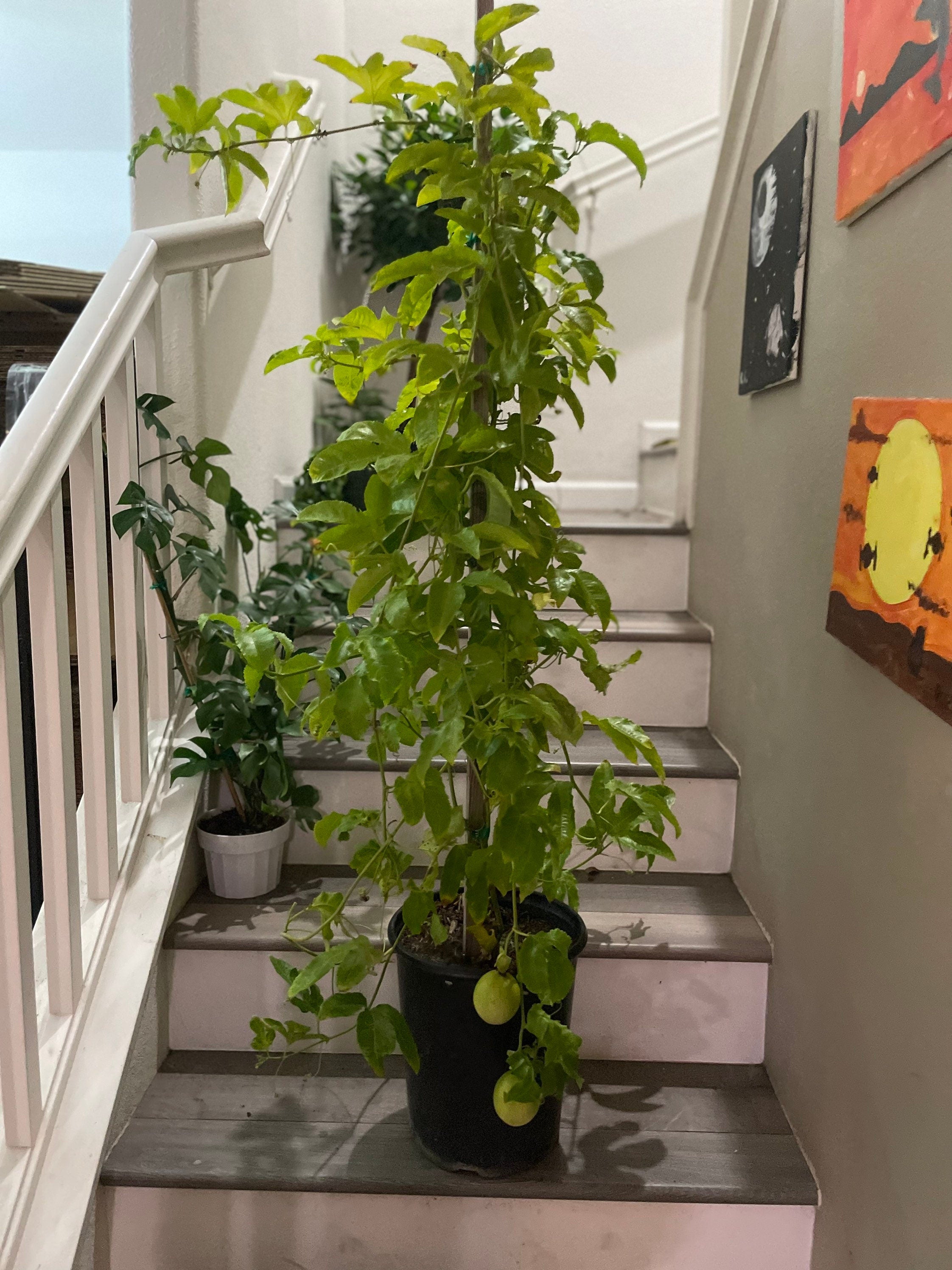 XL -4-5 ft Fruiting size - Passion Fruit -Frederic - butterfly garden- large size fruit - grown from mature cuttings . Purple blooms