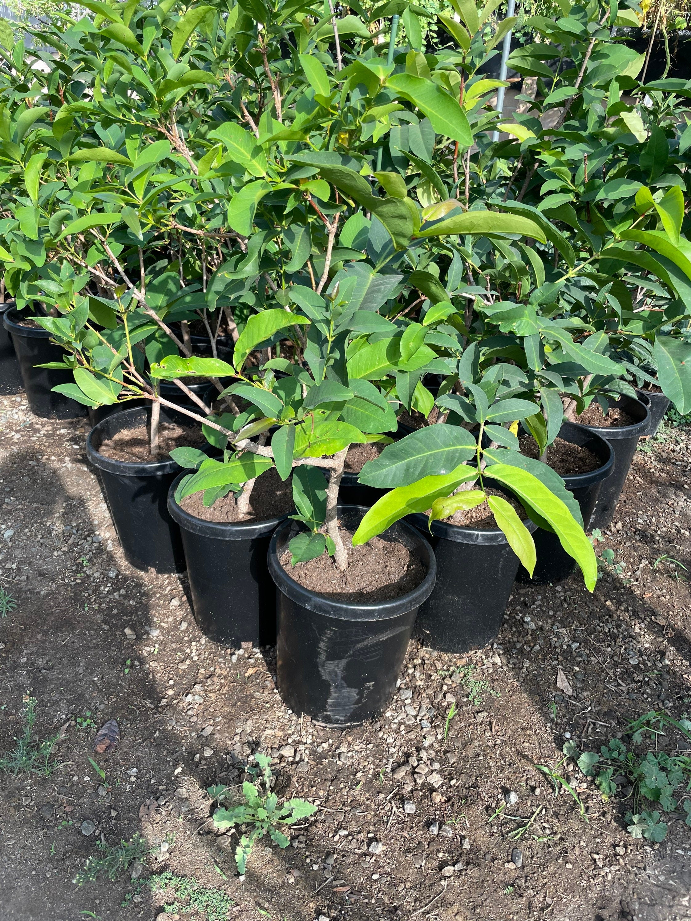Fruiting size -red wax apple -these are air layered from fruiting mature trees . Jambu -Malay apple-Syzygium samarangense -hard to find