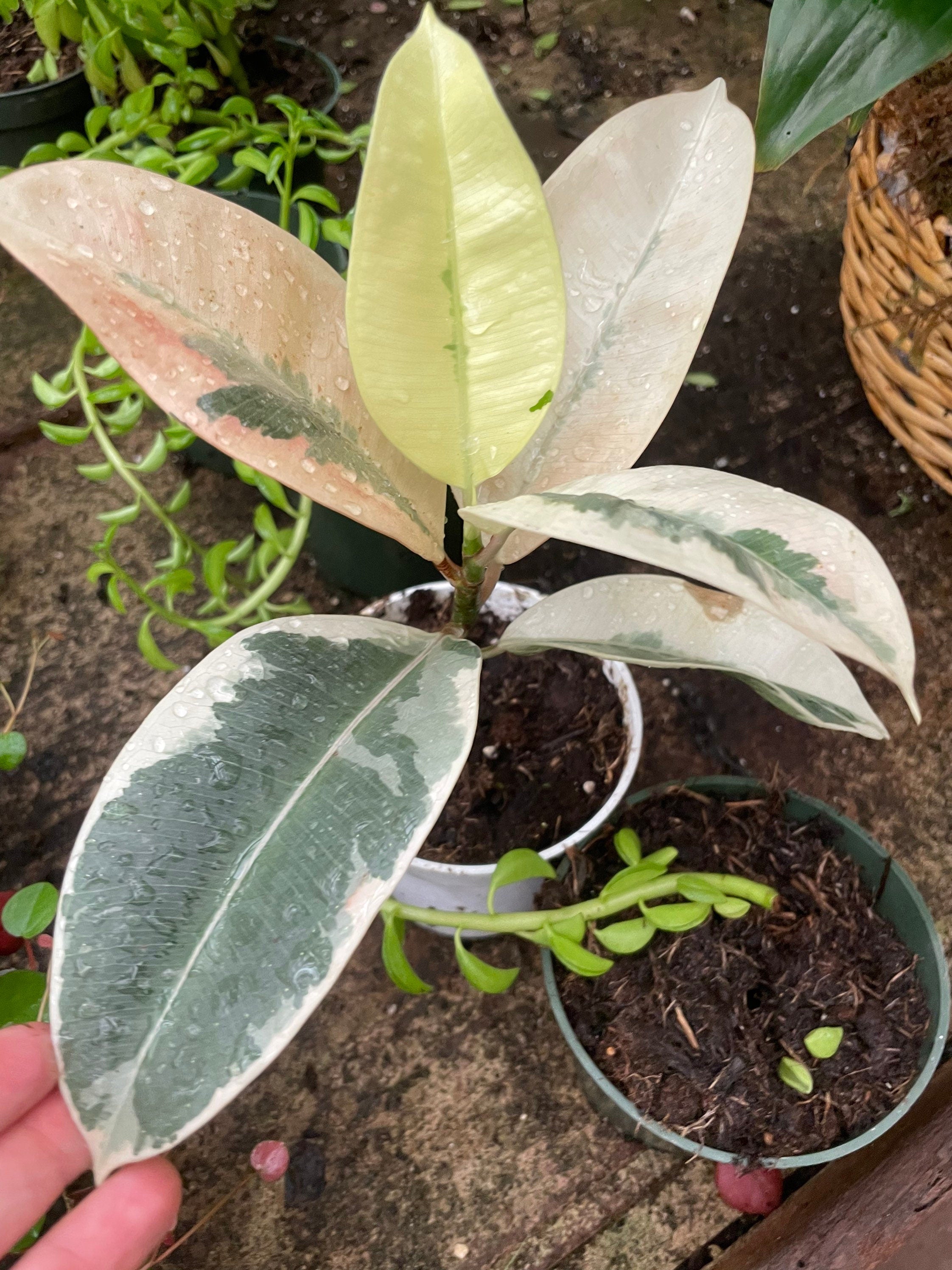 4 inch potted -ficus elastica teneke -variegated ficus -not exact but similar-albo ficus - lots of white variegation hard to find