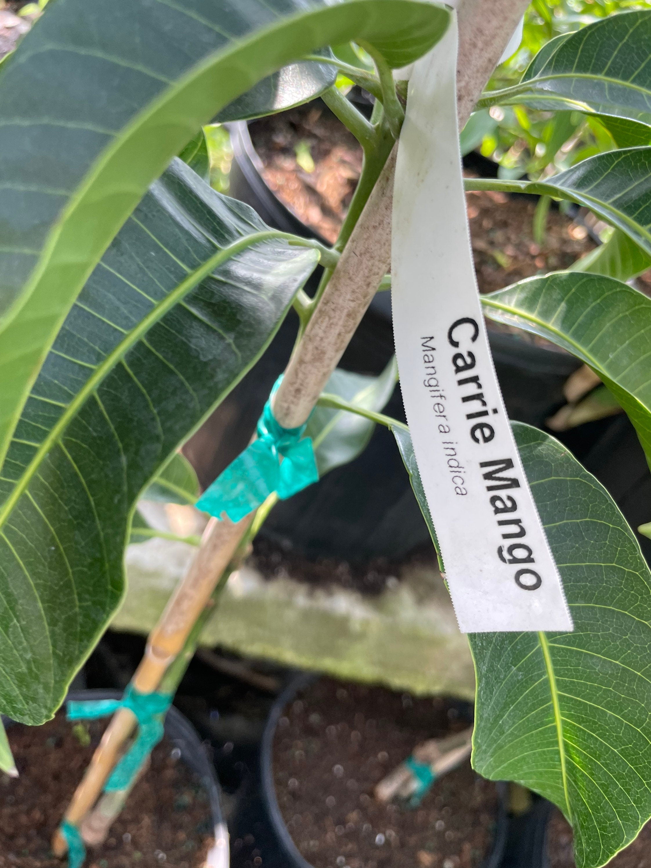 3 gallon potted Carrie Mango fruit -3ft tall similar to photo not exact