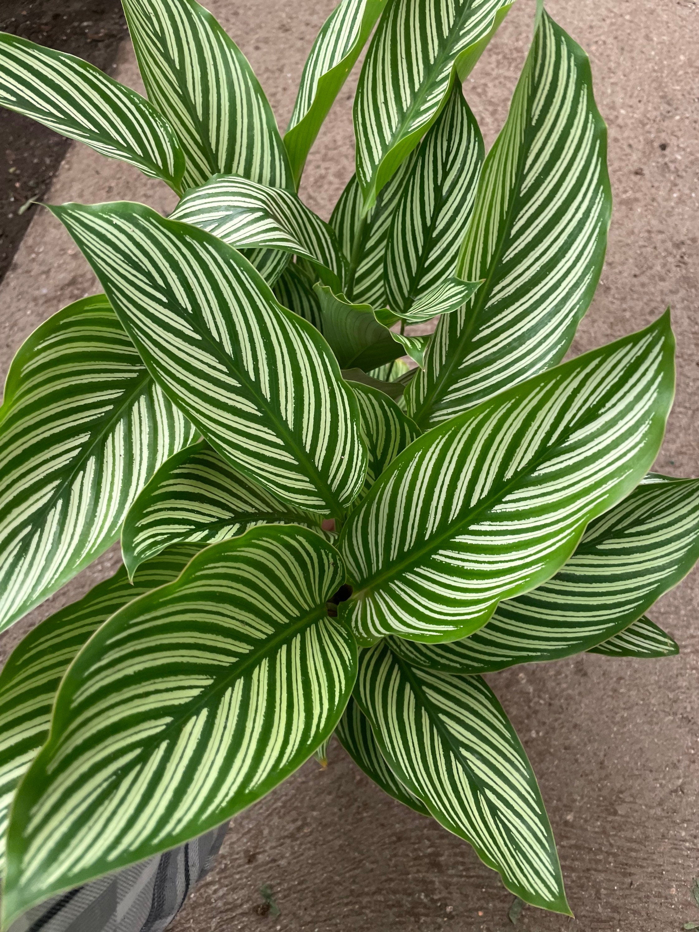 XL - 6 inch pot Calathea Vittata , elliptica green peacock -live house plant - air purifying plant-pet friendly
