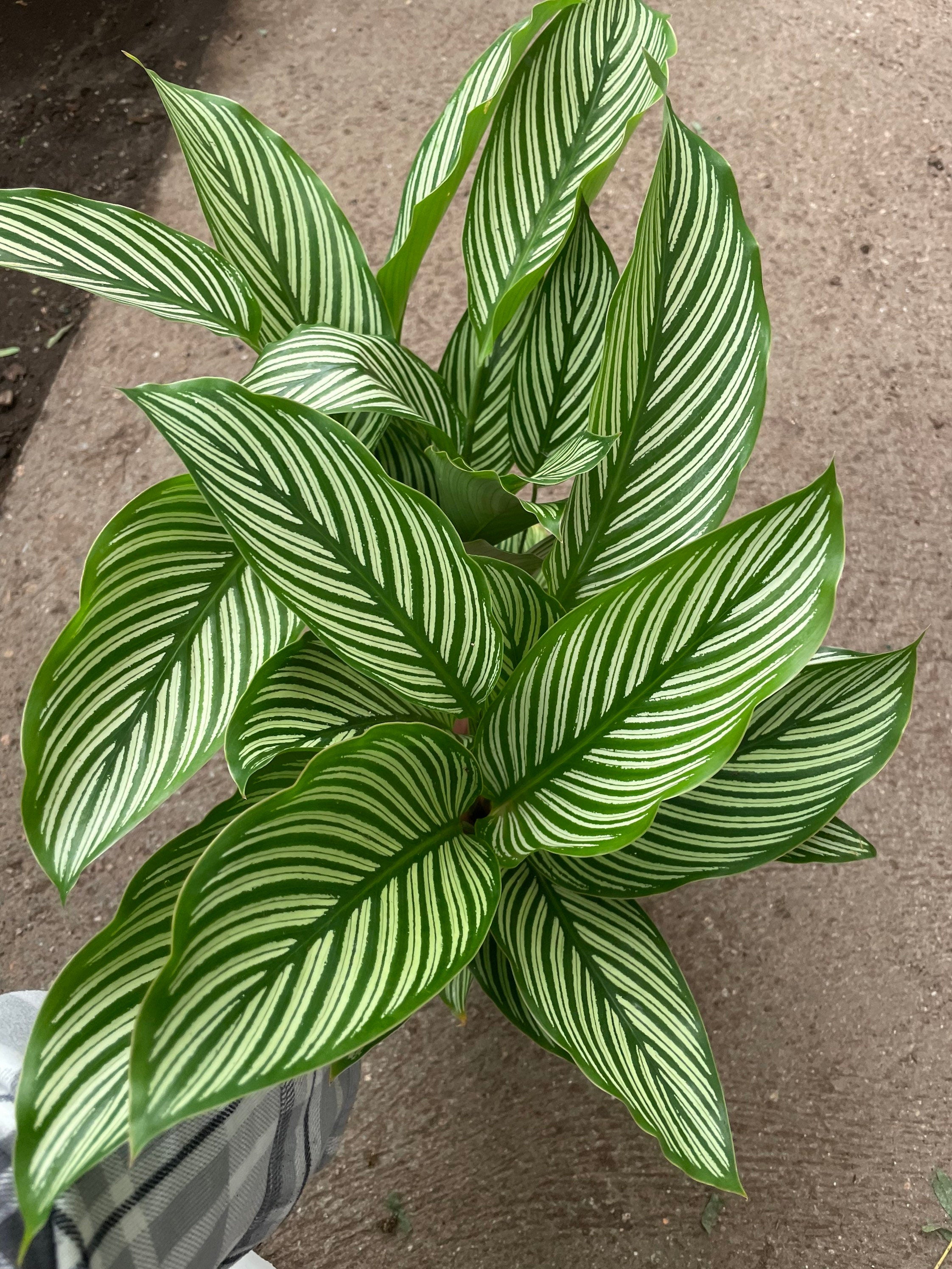 XL - 6 inch pot Calathea Vittata , elliptica green peacock -live house plant - air purifying plant-pet friendly
