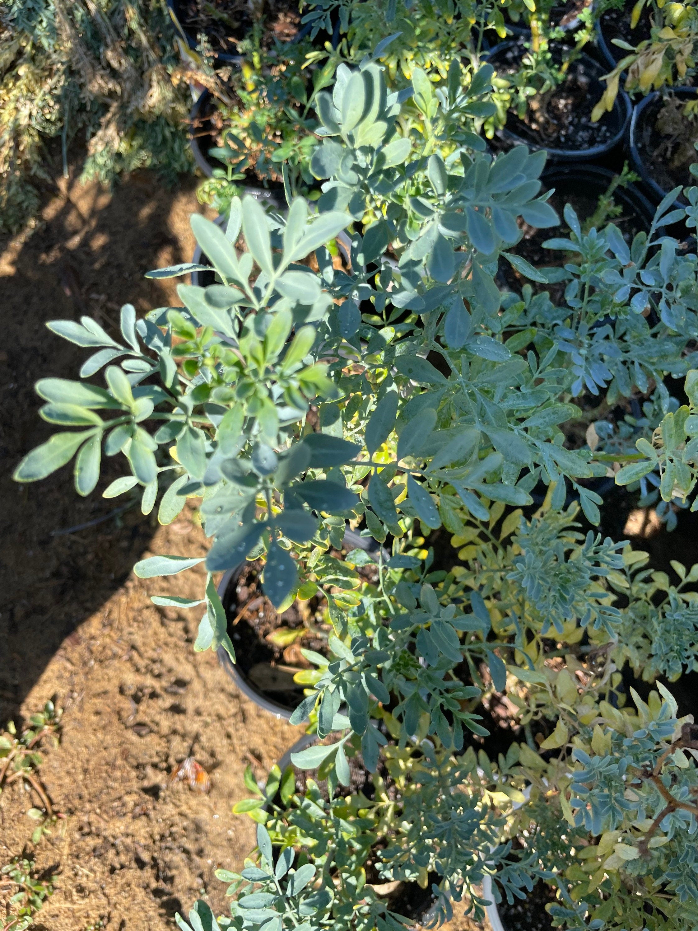 Ruda Plant Common graveolens Herb of Grace- butterfly host plant - swallowtail butterfly-multiple size-Organically grown-Read Description
