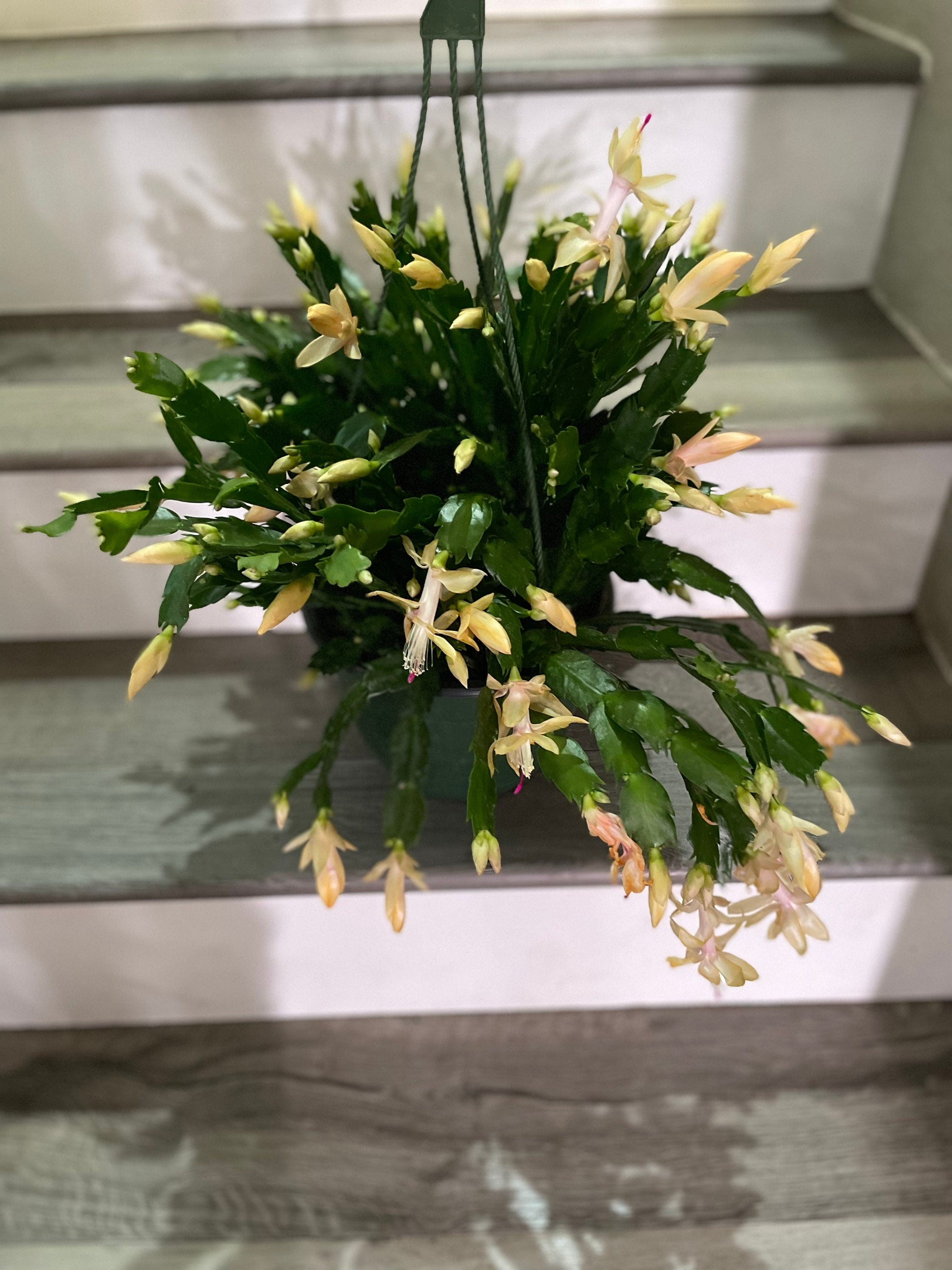 XXL 8 inch pot-Schlumbergera truncata -Holiday Cactus - yellow flowers -lime light dancer -rare hard to find this size blooming as of 12/4