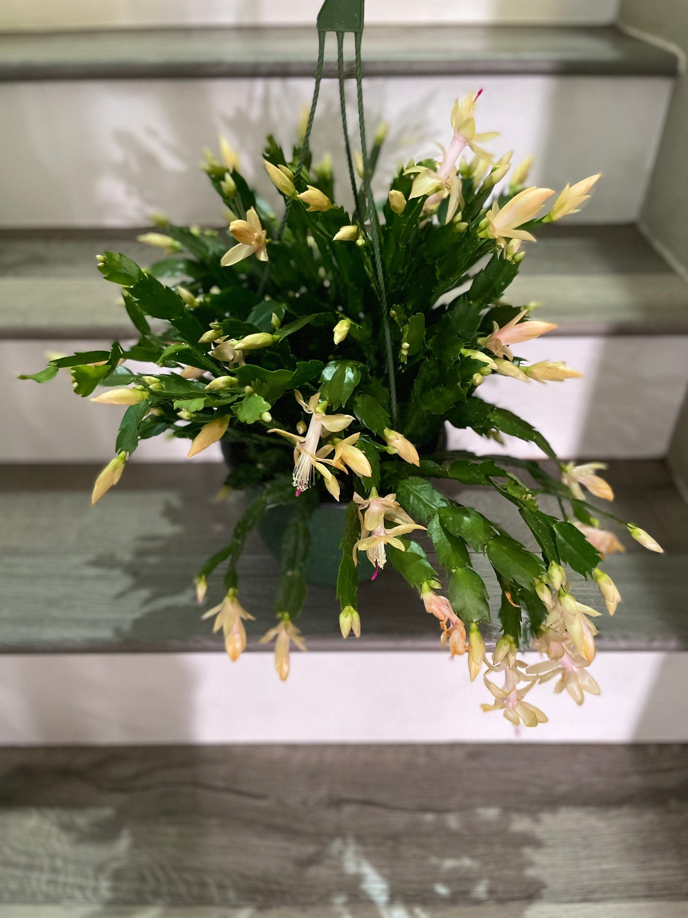 XXL 8 inch pot-Schlumbergera truncata -Holiday Cactus - yellow flowers -lime light dancer -rare hard to find this size blooming as of 12/4