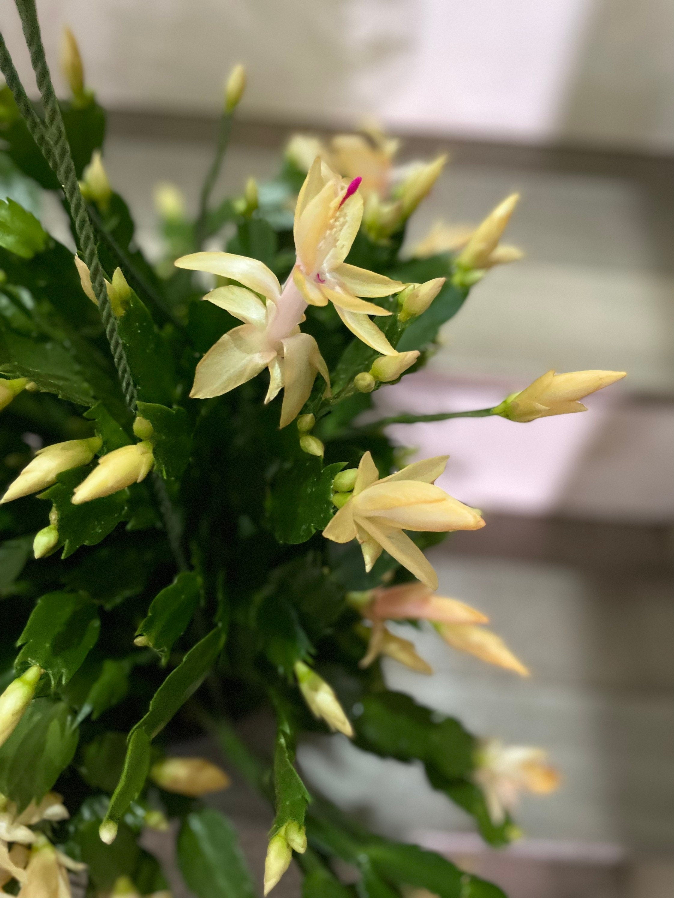 XXL 8 inch pot-Schlumbergera truncata -Holiday Cactus - yellow flowers -lime light dancer -rare hard to find this size blooming as of 12/4