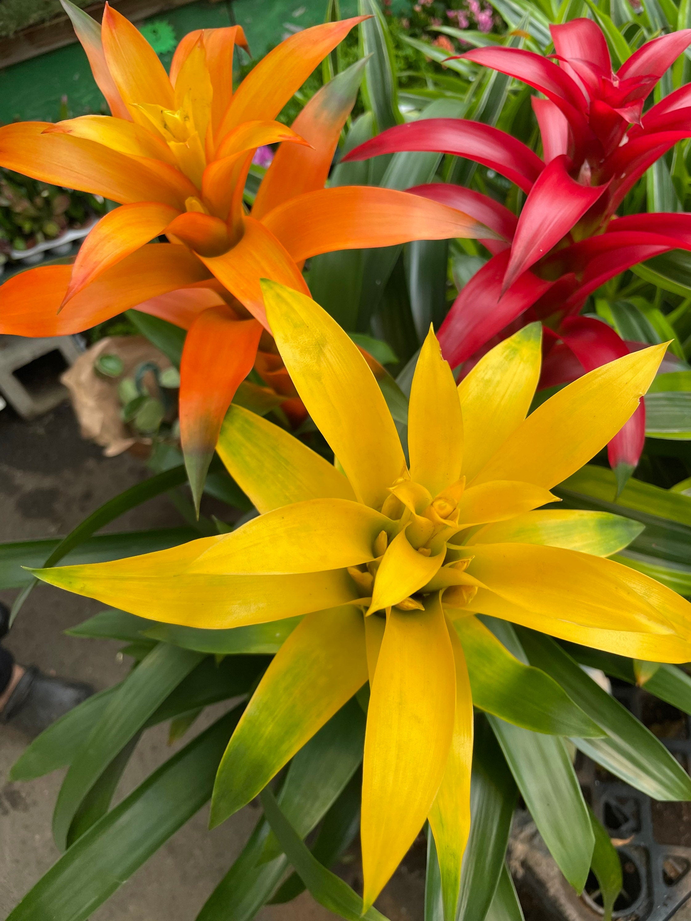 XXL- Multi colored Bromeliad planter - easy care - brightens any dull location - just water the cups can be soilless- great gift!