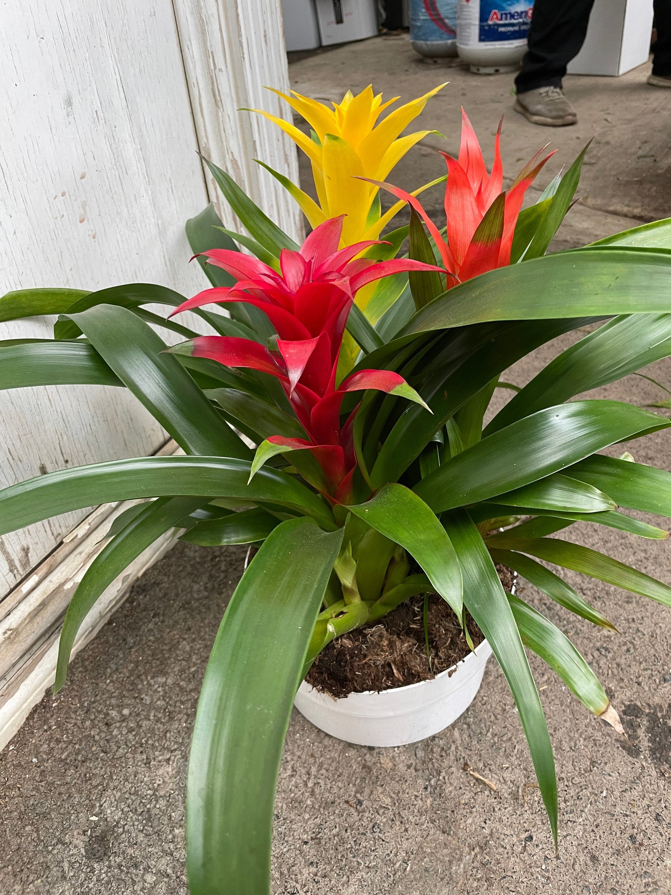 XXL- Multi colored Bromeliad planter - easy care - brightens any dull location - just water the cups can be soilless- great gift!