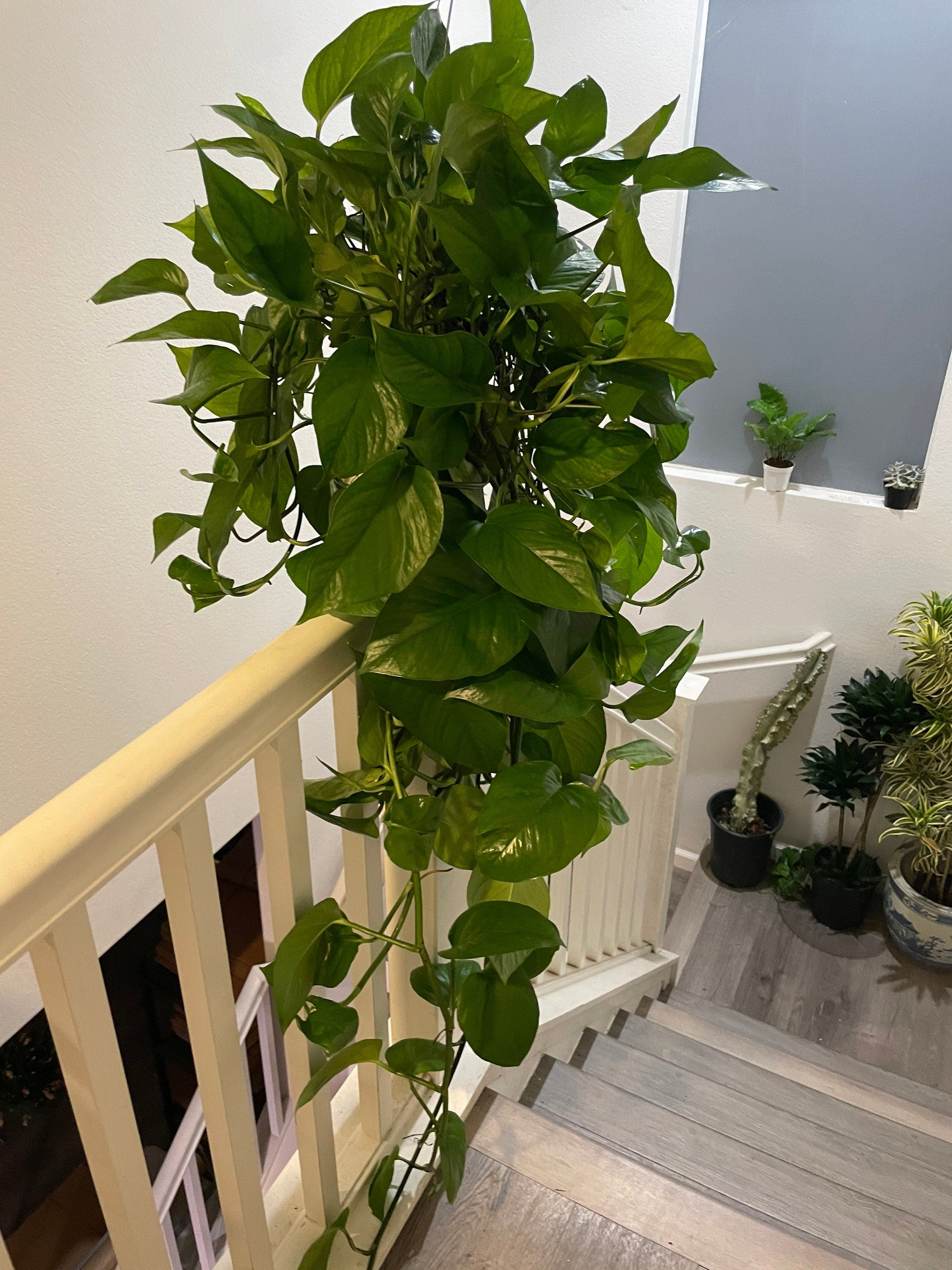 XXL -4 ft trail -Large-Jade potho in growers pot-rare this size -similar to picture not exact. Size does occasionally vary