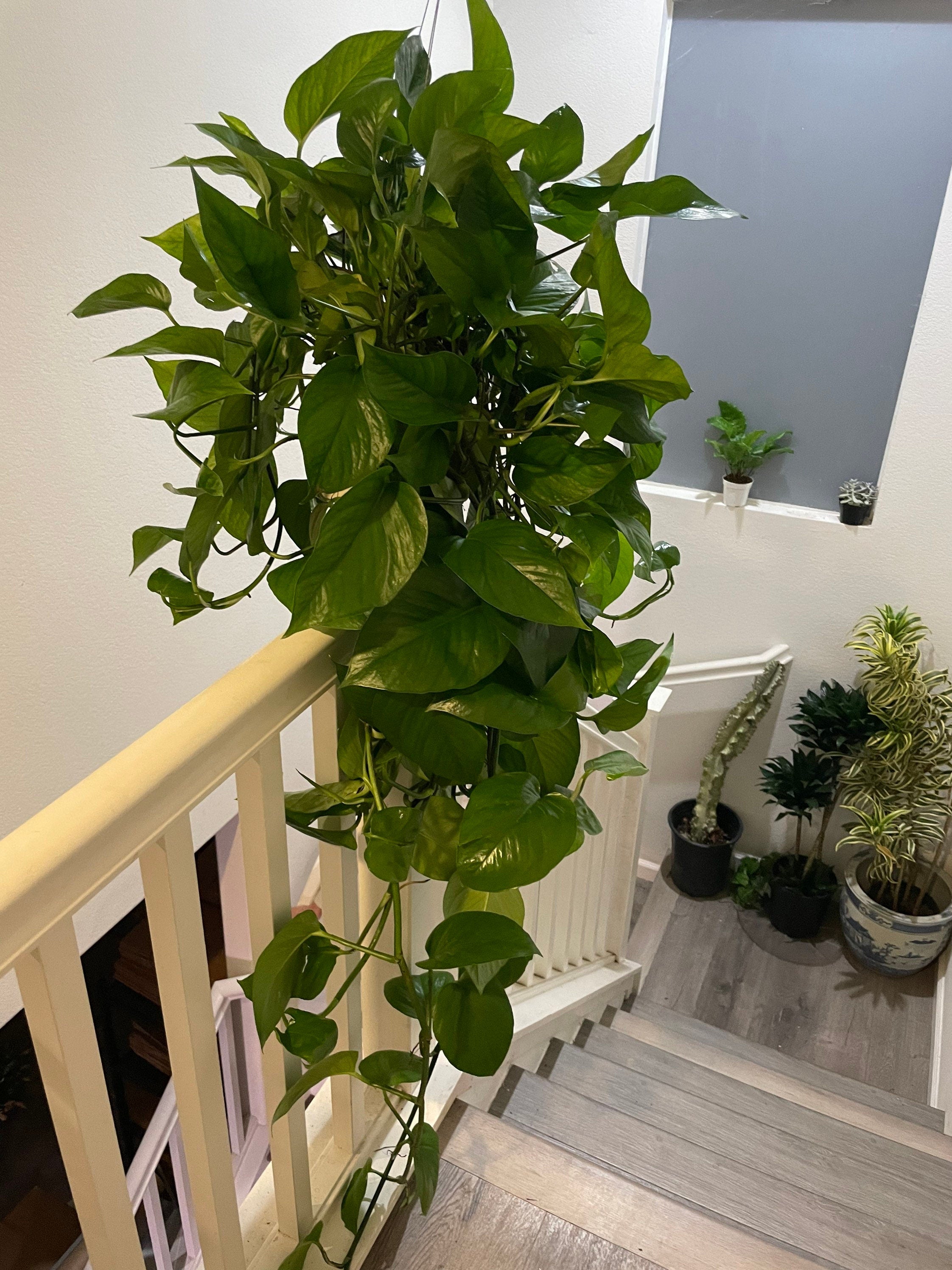 XXL -4 ft trail -Large-Jade potho in growers pot-rare this size -similar to picture not exact. Size does occasionally vary
