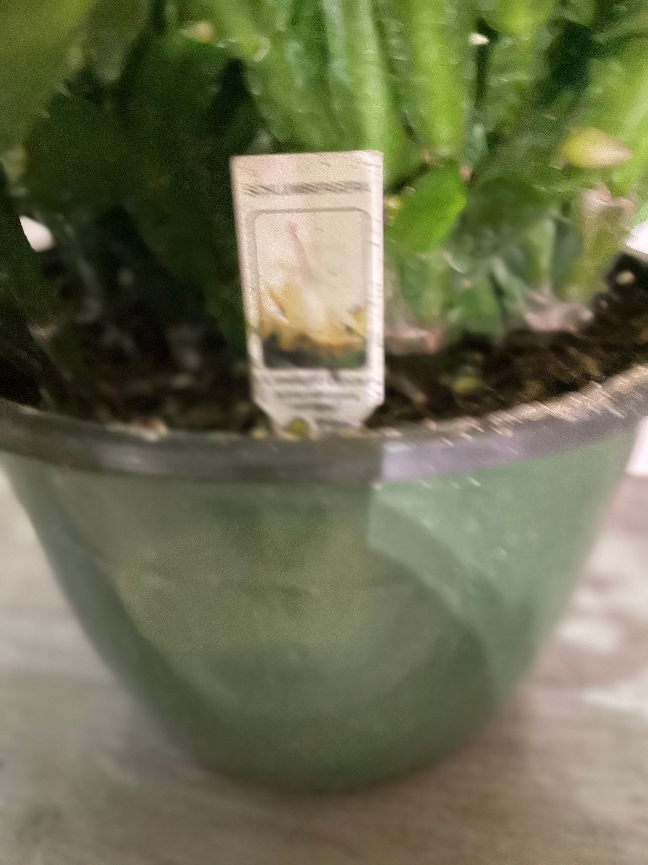 XXL 8 inch pot-Schlumbergera truncata -Holiday Cactus - yellow flowers -lime light dancer -rare hard to find this size blooming as of 12/4
