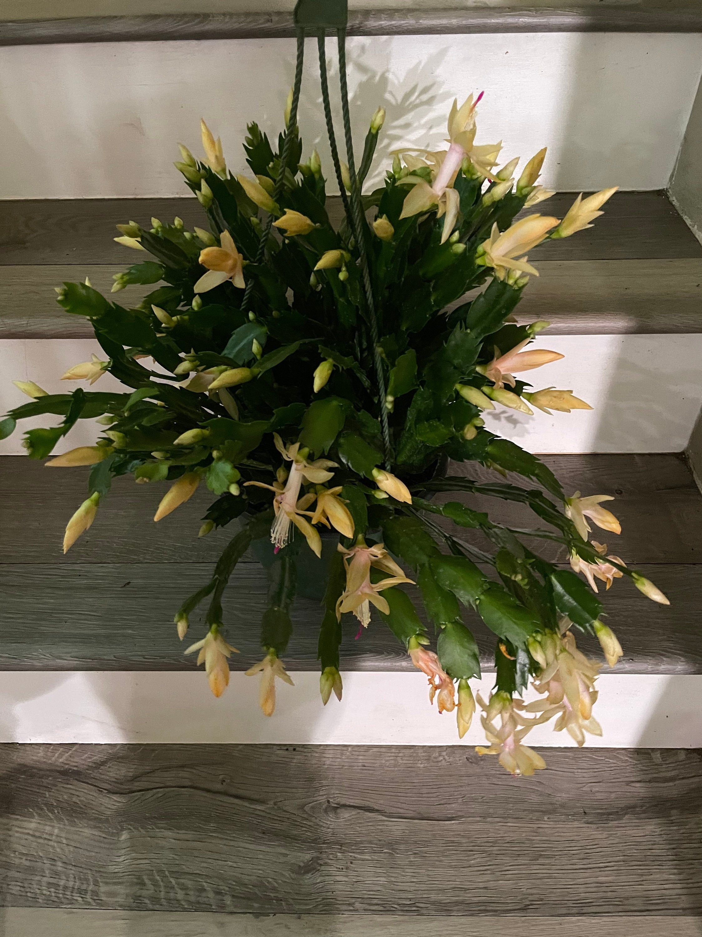 XXL 8 inch pot-Schlumbergera truncata -Holiday Cactus - yellow flowers -lime light dancer -rare hard to find this size blooming as of 12/4