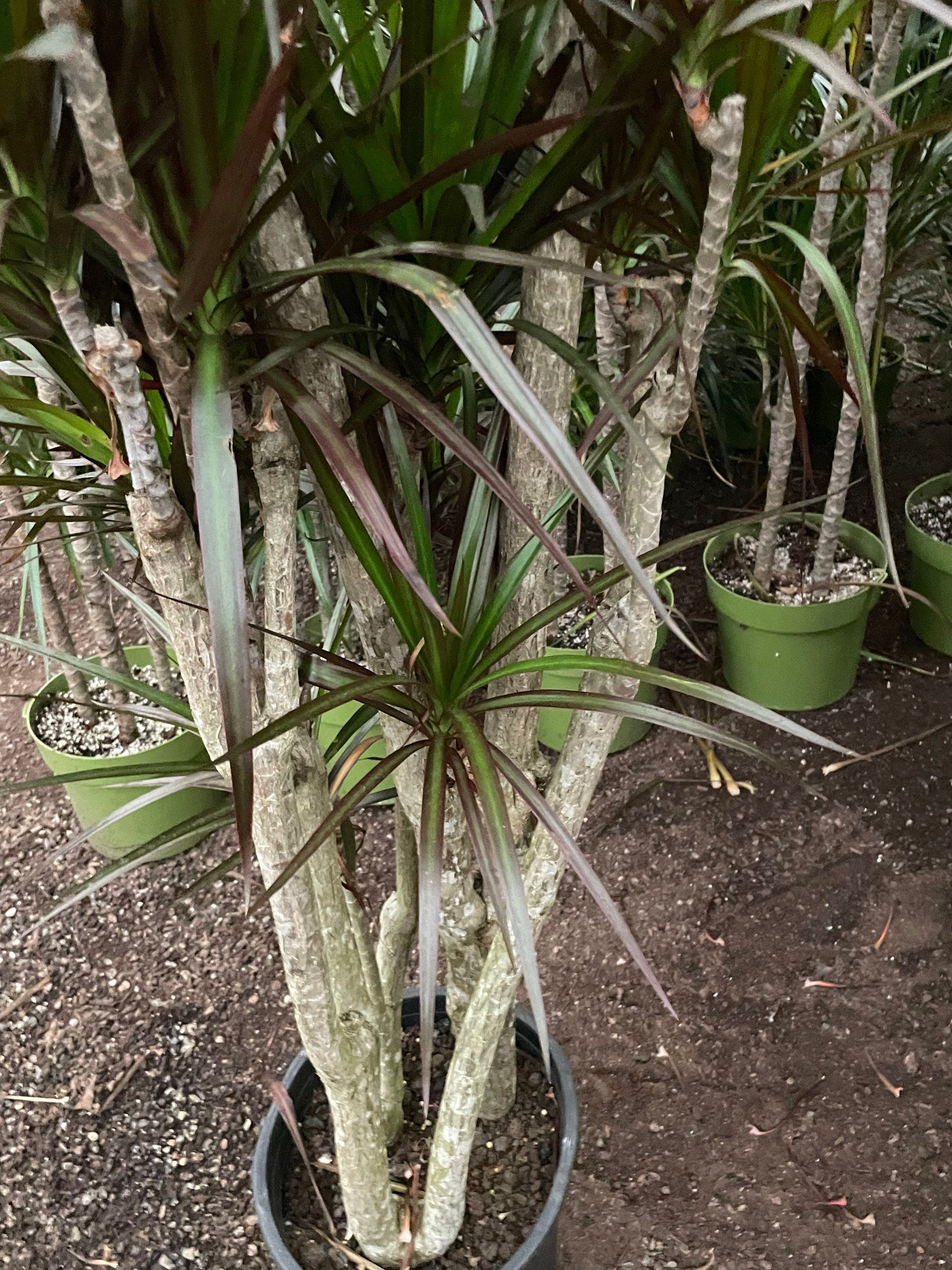 XXL -ft -6 ft - Dracaena Stump-Madagascar Dragon Tree-Indoor or outdoor -air purifier-easy care. -hard to find stumps this large!!!