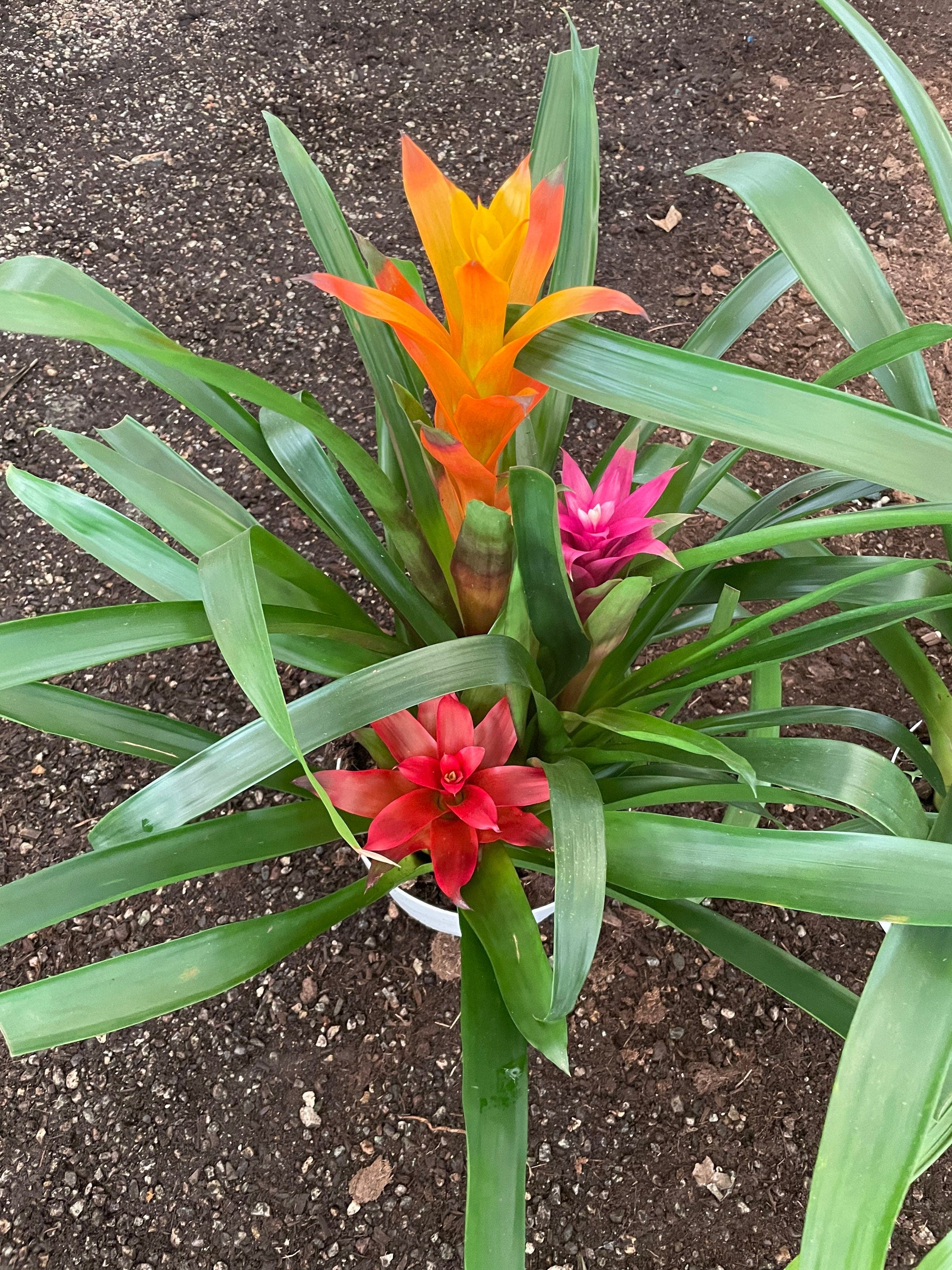 XXL- Multi colored Bromeliad planter - easy care - brightens any dull location - just water the cups can be soilless- great gift!
