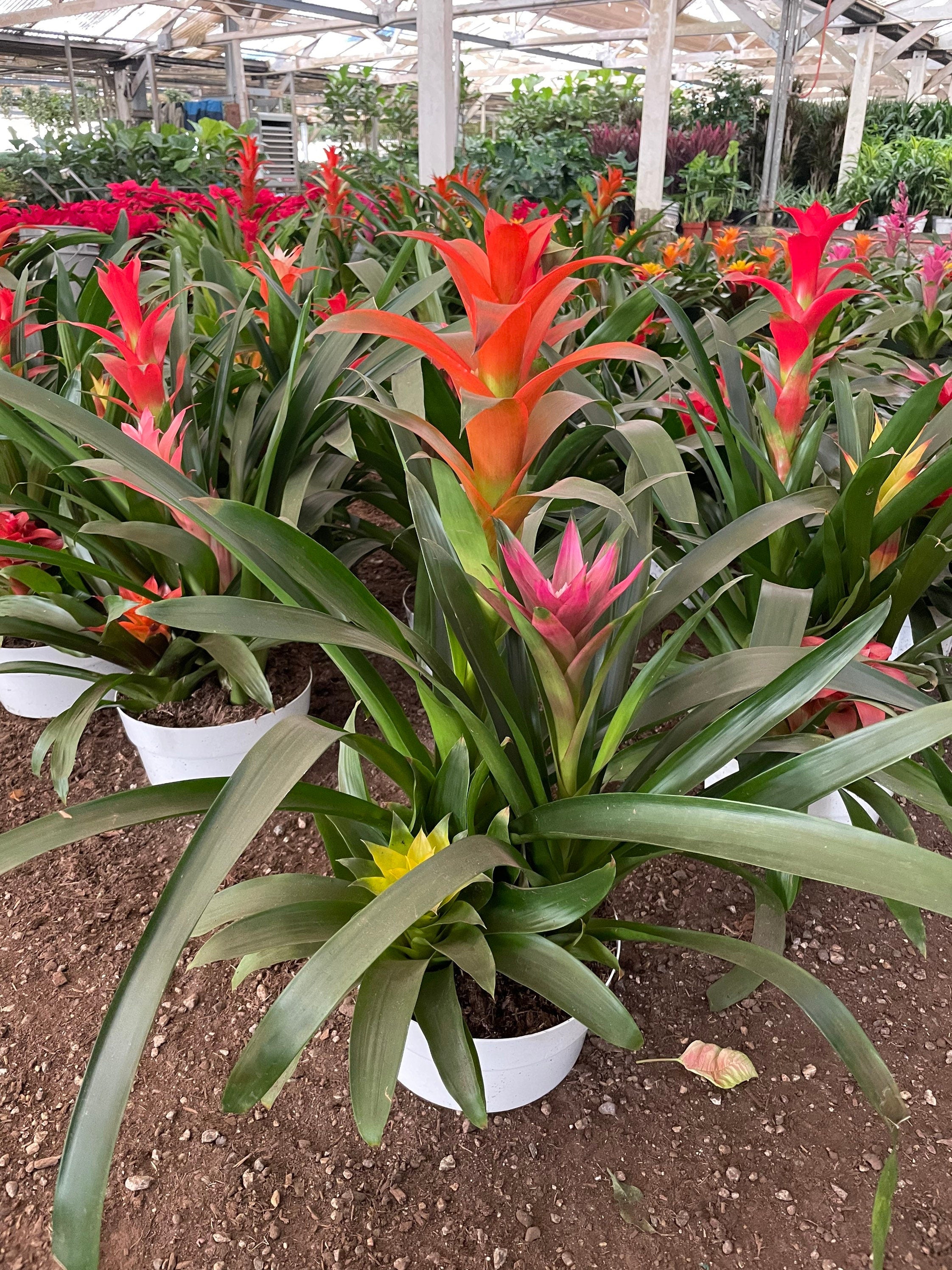 XXL- Multi colored Bromeliad planter - easy care - brightens any dull location - just water the cups can be soilless- great gift!