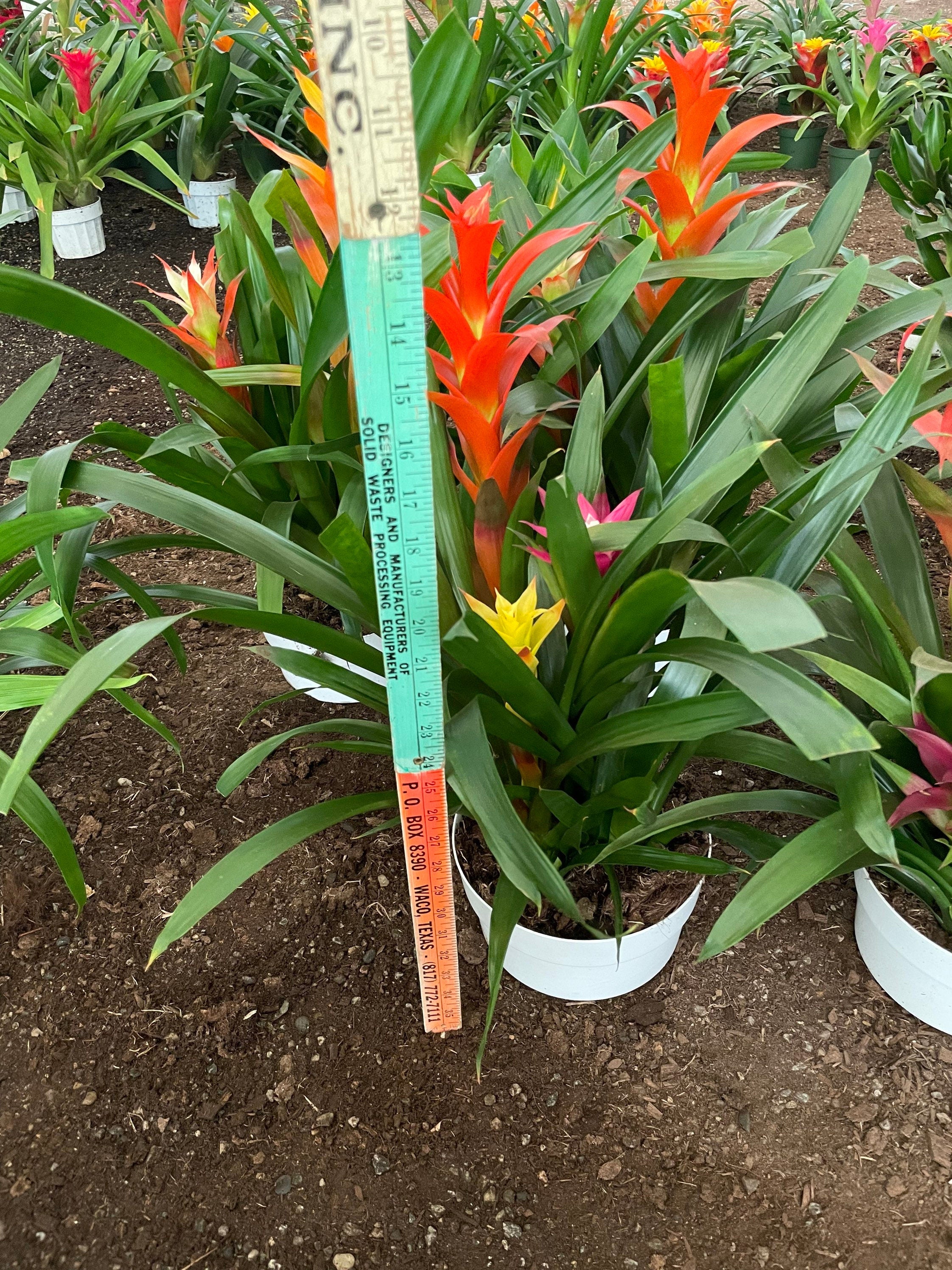XXL- Multi colored Bromeliad planter - easy care - brightens any dull location - just water the cups can be soilless- great gift!