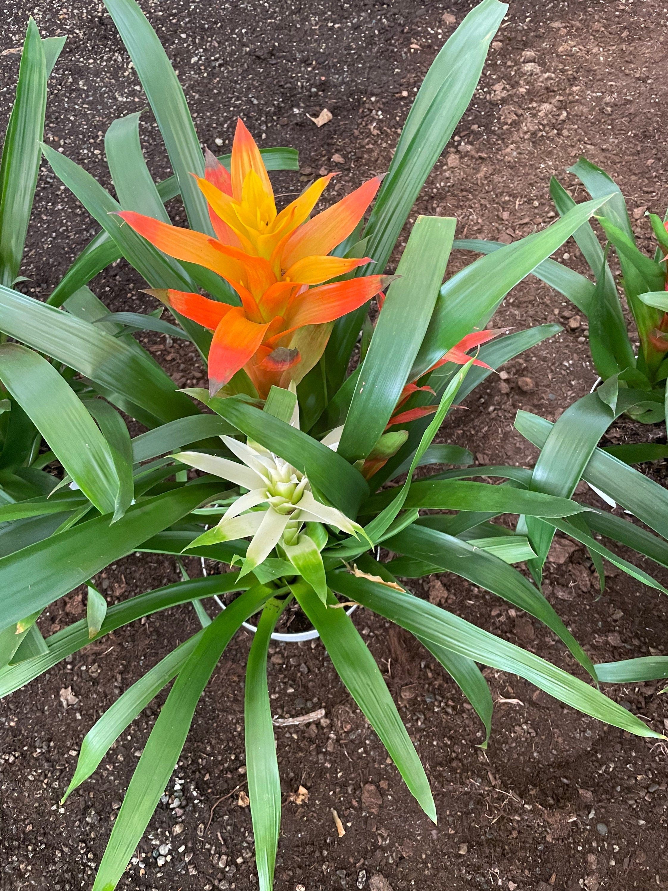 XXL- Multi colored Bromeliad planter - easy care - brightens any dull location - just water the cups can be soilless- great gift!