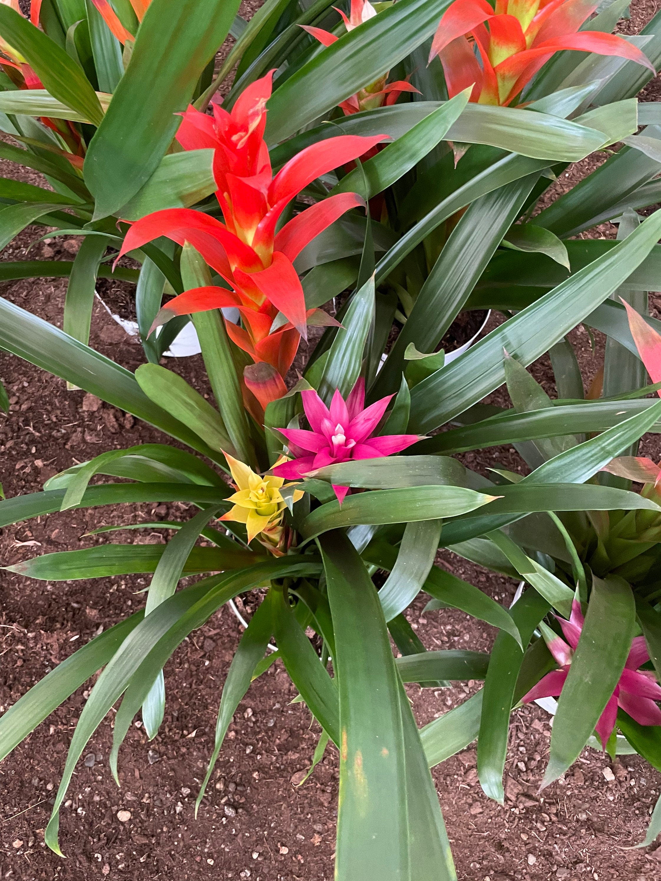 XXL- Multi colored Bromeliad planter - easy care - brightens any dull location - just water the cups can be soilless- great gift!