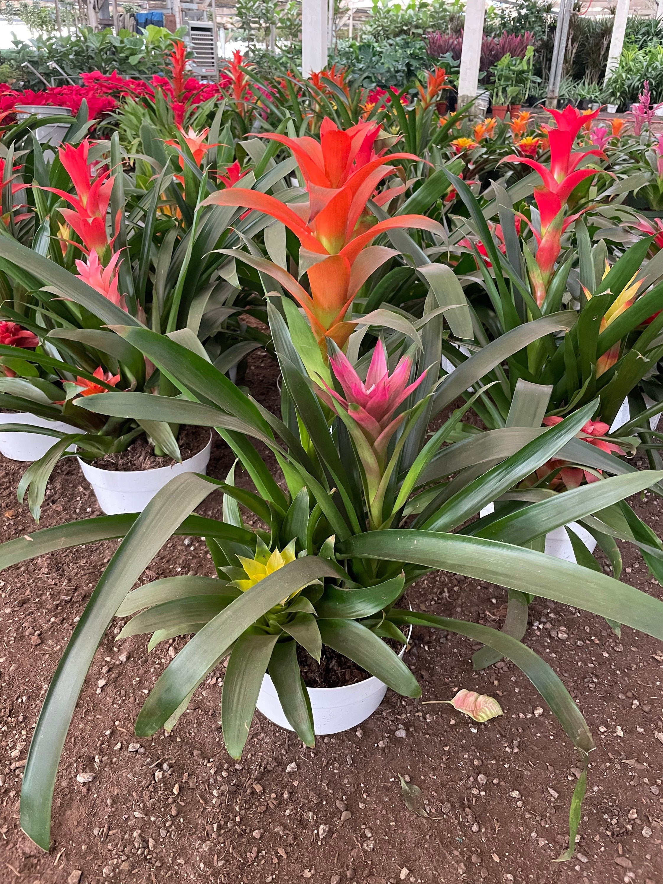 XXL- Multi colored Bromeliad planter - easy care - brightens any dull location - just water the cups can be soilless- great gift!