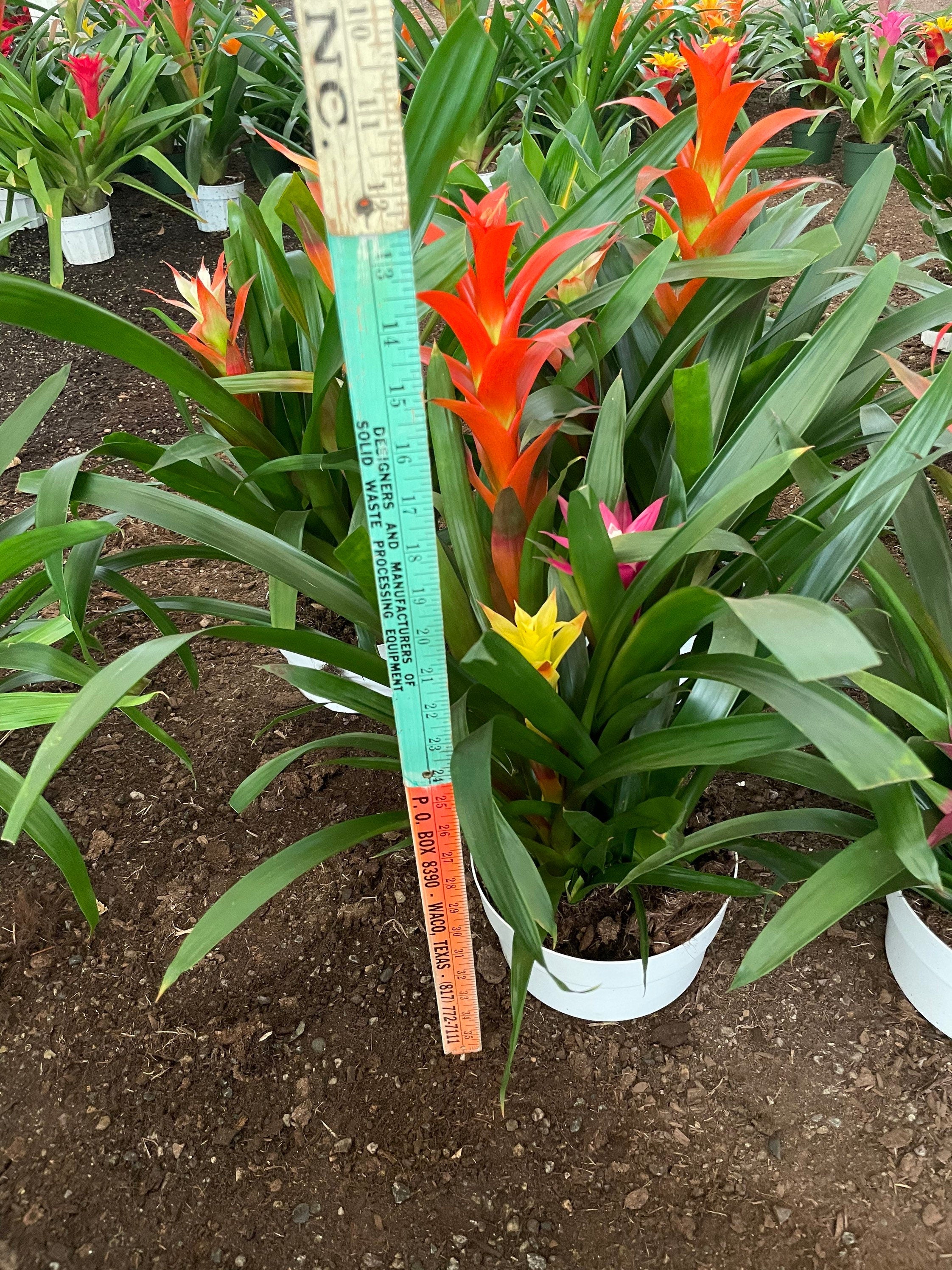 XXL- Multi colored Bromeliad planter - easy care - brightens any dull location - just water the cups can be soilless- great gift!
