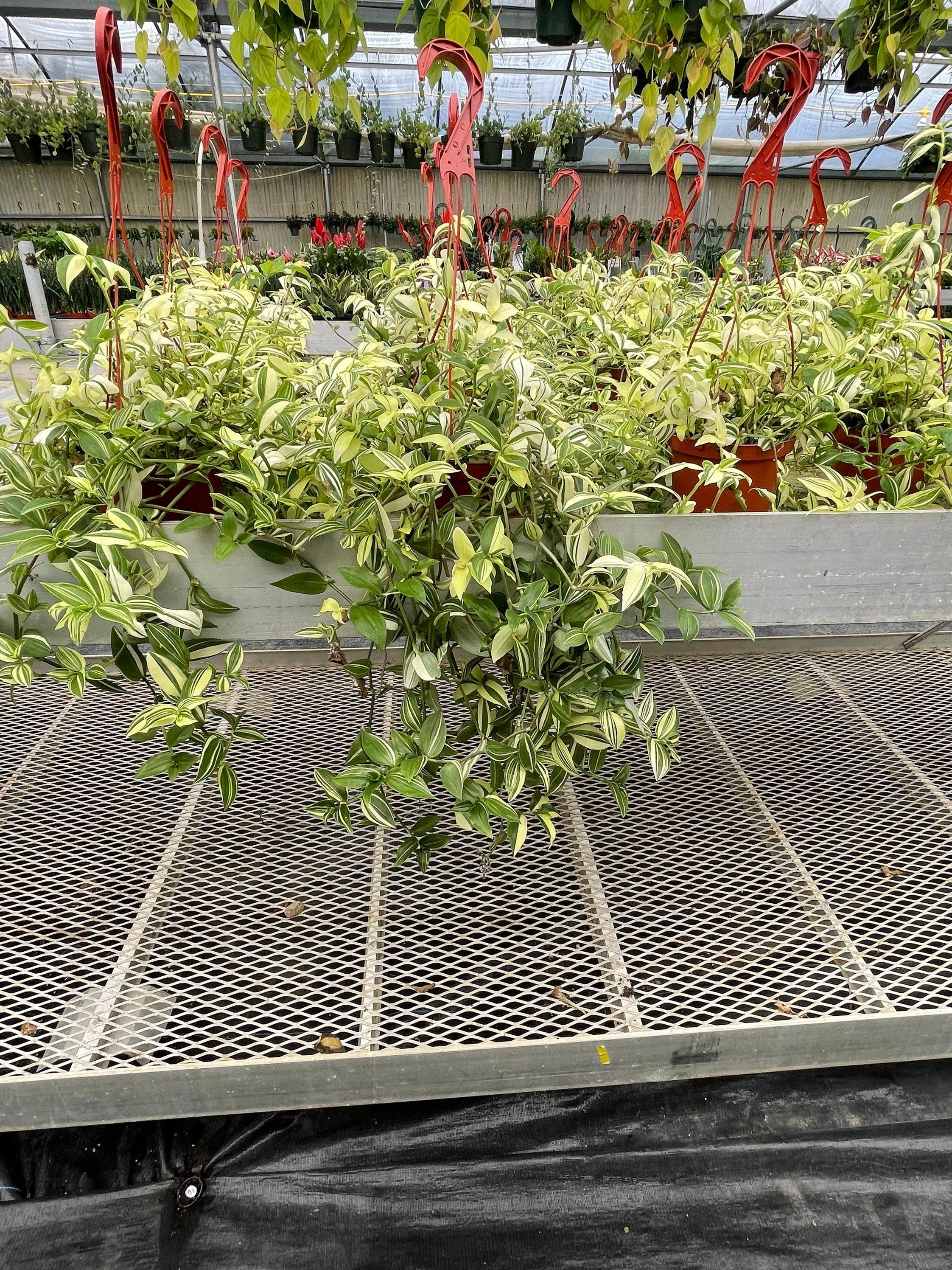 X Large 6 inch pot live plant -Tradescantia Fluminensis (Auereovariegata) yellow zebra