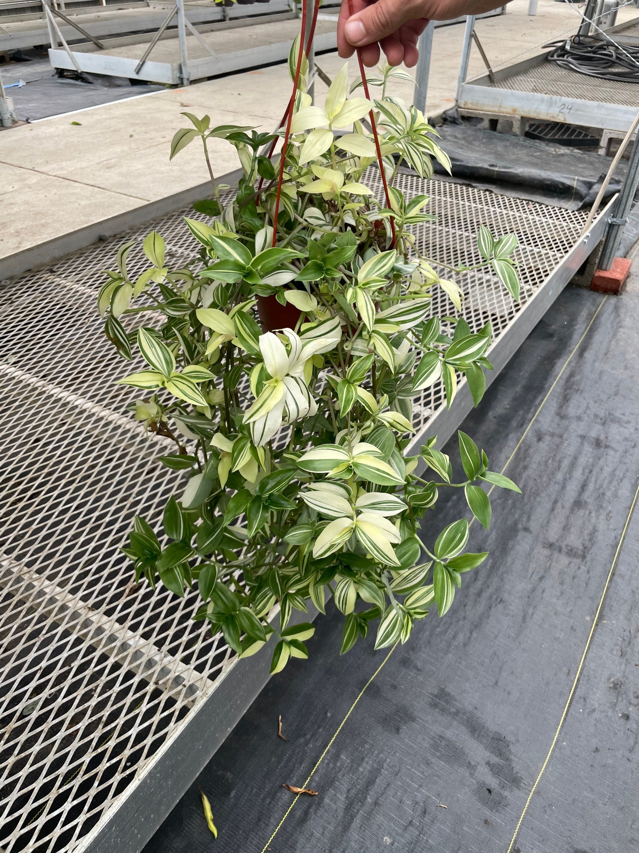 X Large 6 inch pot live plant -Tradescantia Fluminensis (Auereovariegata) yellow zebra