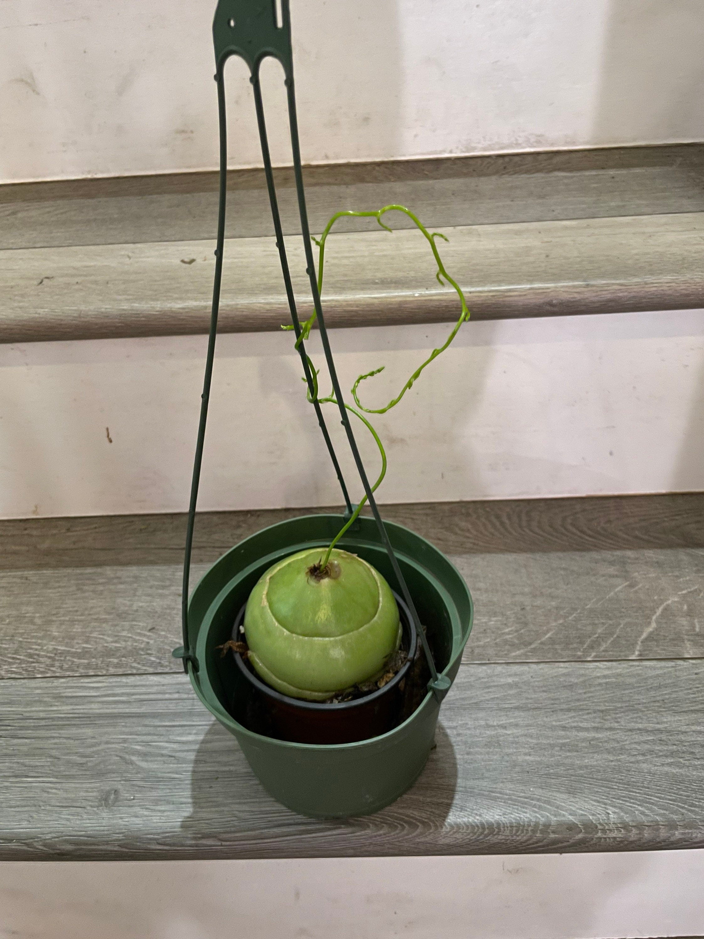 Extra large 4 inch wide -Bowiea Sea Onion - climbing sea onion . bowieavolubilis- exact plant - hard to find 2 available