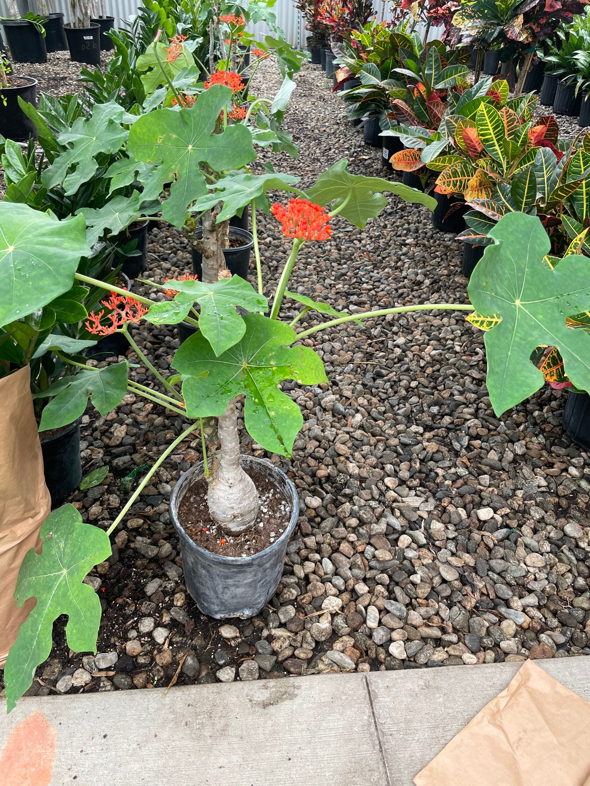 XL- orange blooms 1ft tall - Buddha belly-Jatropha podagrica- bonsai - caudex