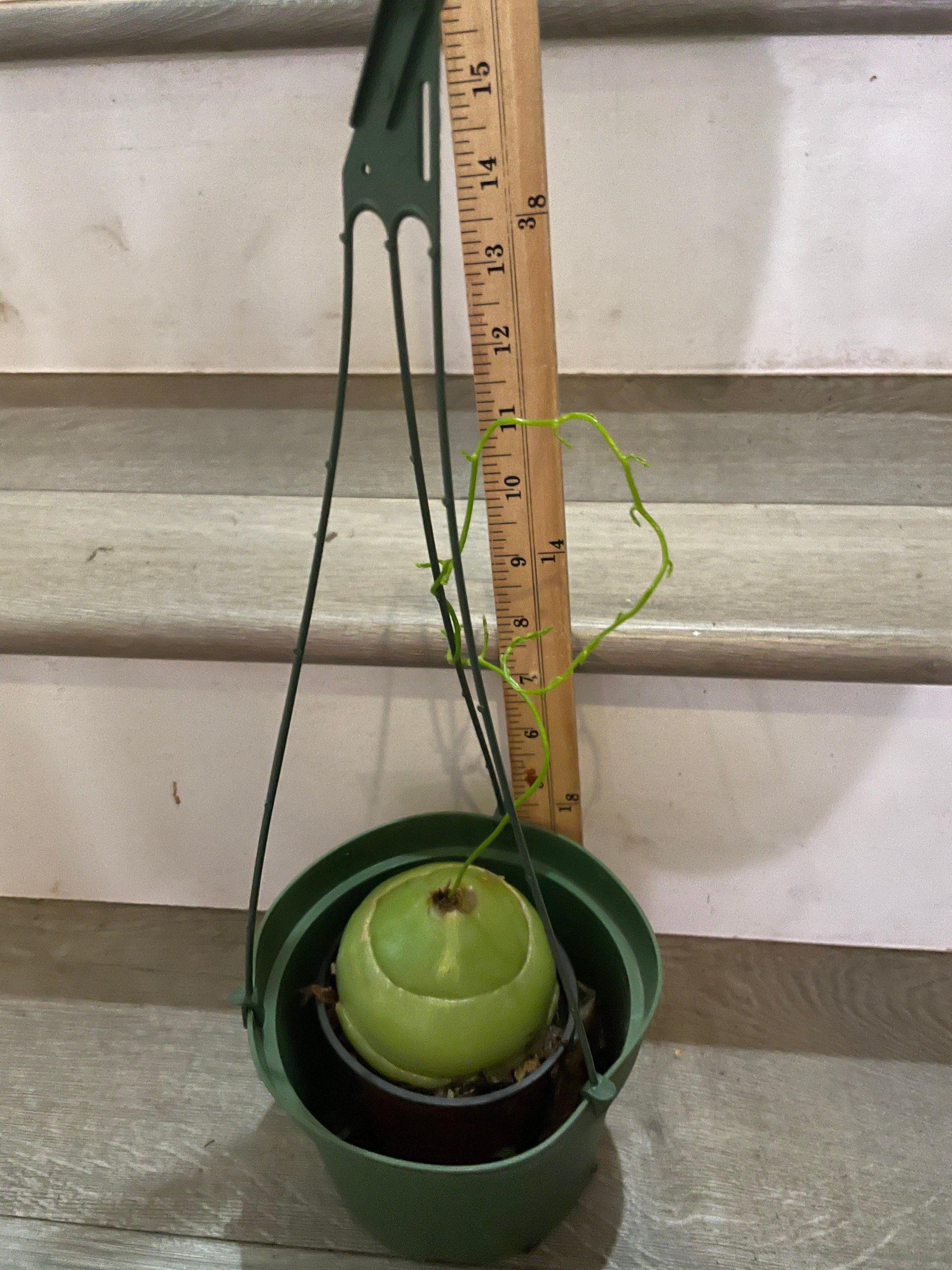 Extra large 4 inch wide -Bowiea Sea Onion - climbing sea onion . bowieavolubilis- exact plant - hard to find 2 available