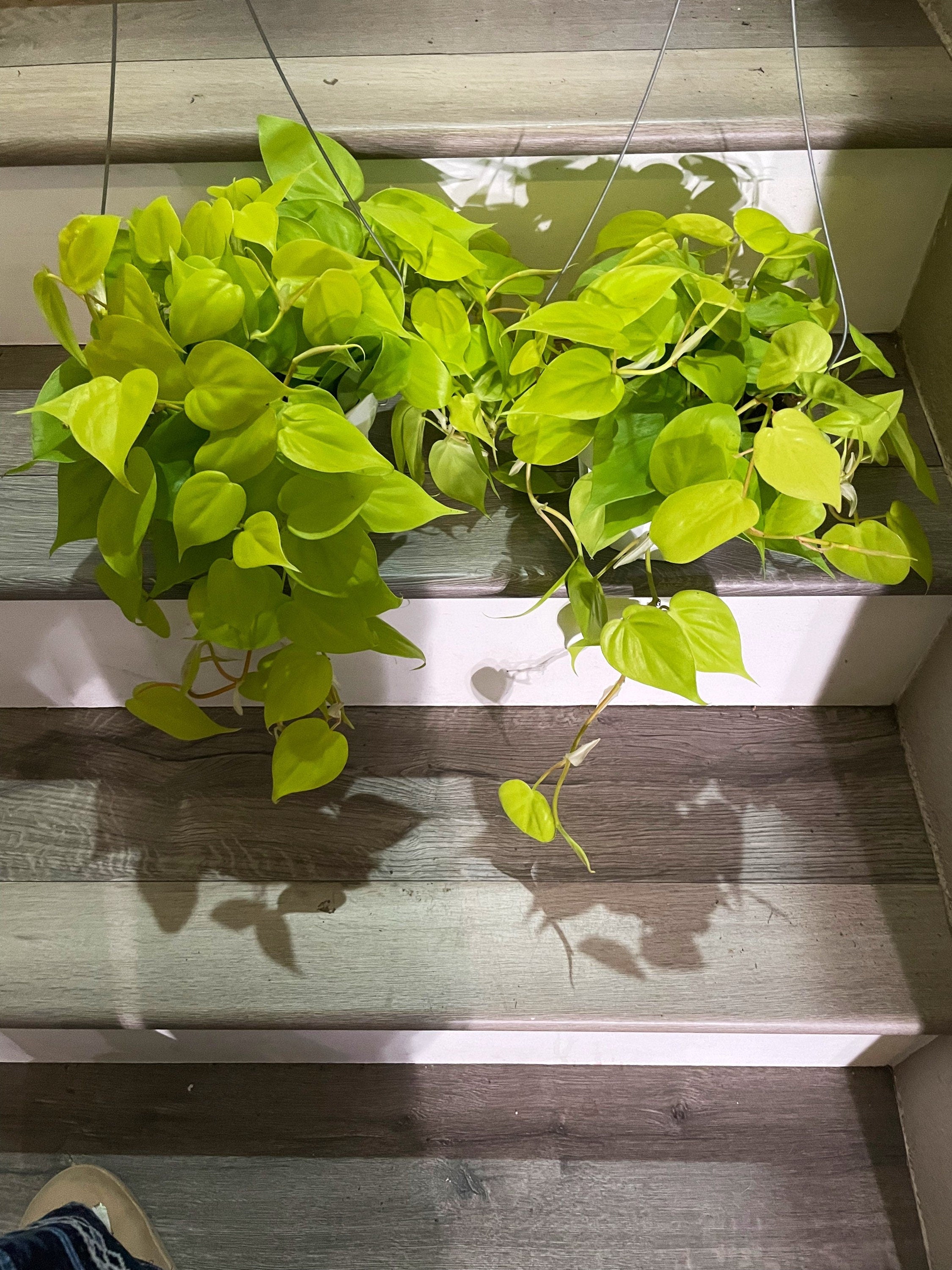 6 " Philodendron Cordatum Heartleaf Neon, Heart Shaped Leaves, Live Indoor Tropical Plant-Trailing