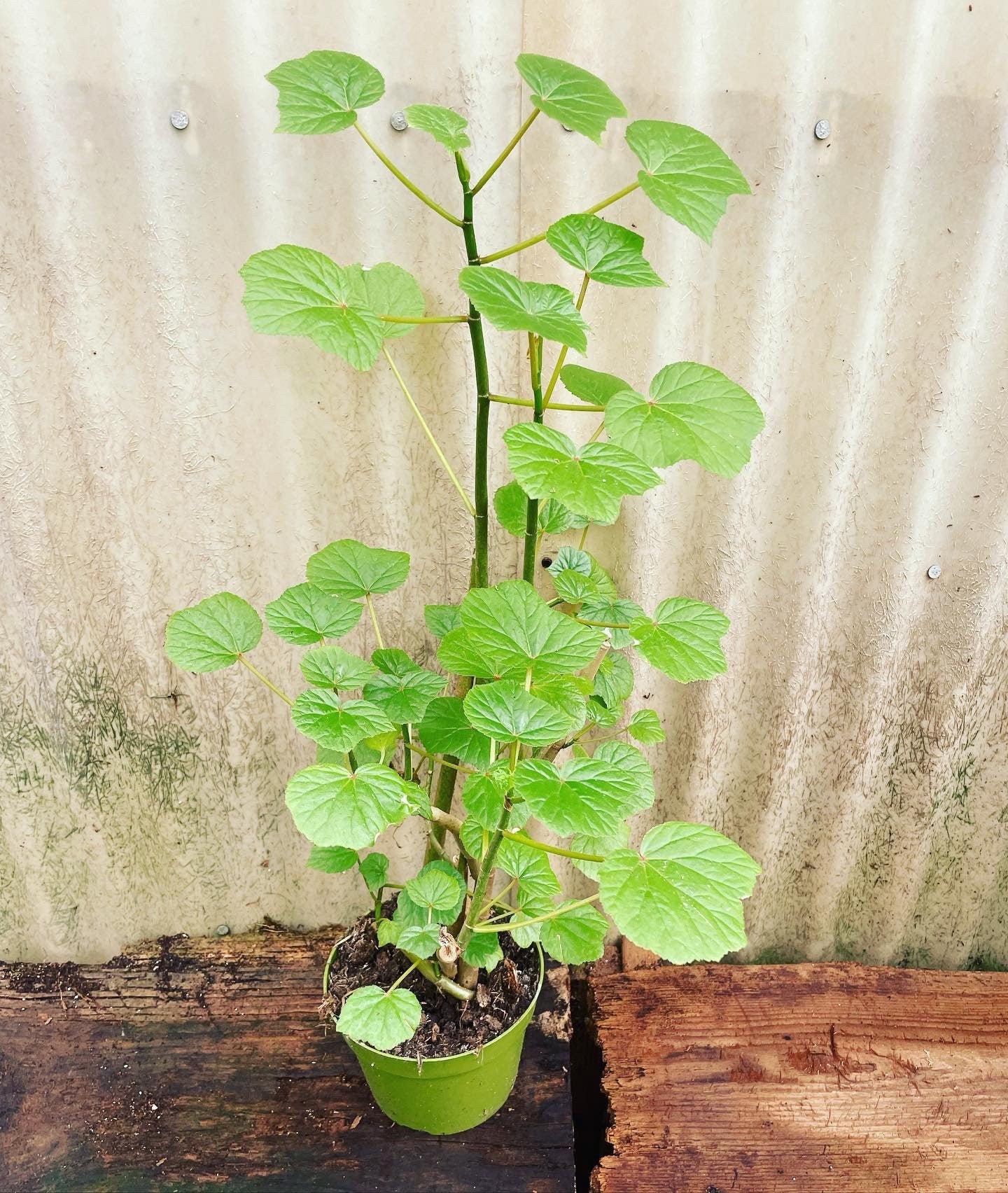 XL -1.5 ft tall in 6 inch potted live plant- green leaf begonia -cane begonia -exact plant- hard find - noid