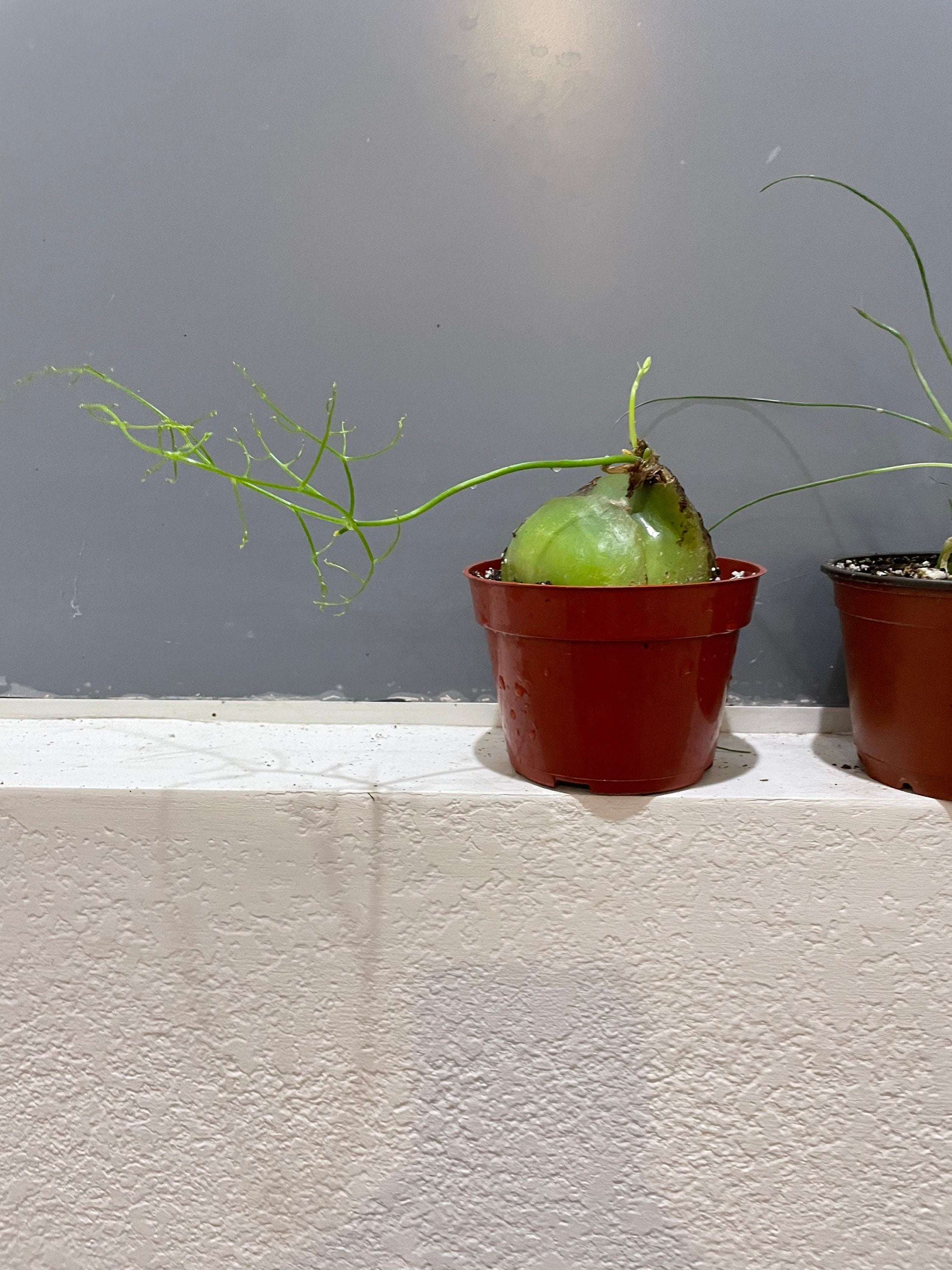 Extra large 4 inch wide -Bowiea Sea Onion - climbing sea onion . bowieavolubilis- exact plant - hard to find 2 available