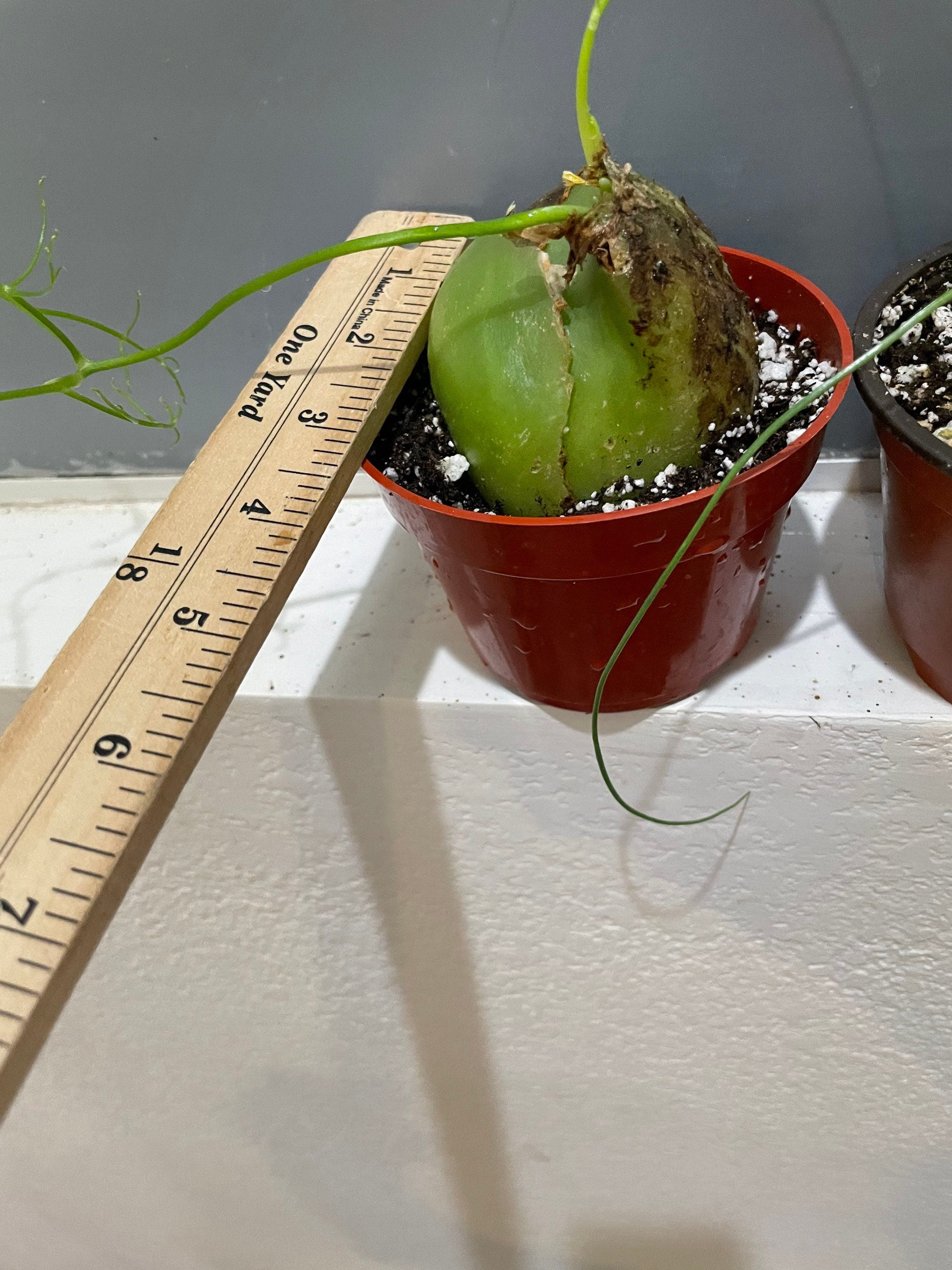 Extra large 4 inch wide -Bowiea Sea Onion - climbing sea onion . bowieavolubilis- exact plant - hard to find 2 available