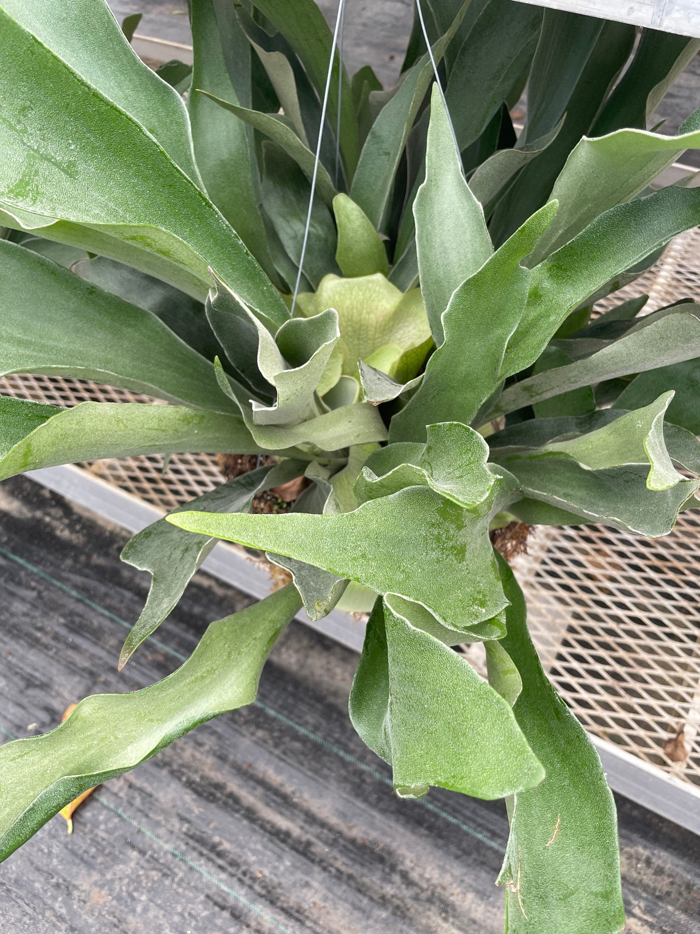 XXL - multiple sizes -Staghorn fern in moss basket - similar to photo not exact-Platycerium bifurcatum-elkhorn fern -easy care